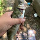 Fishy_fishing