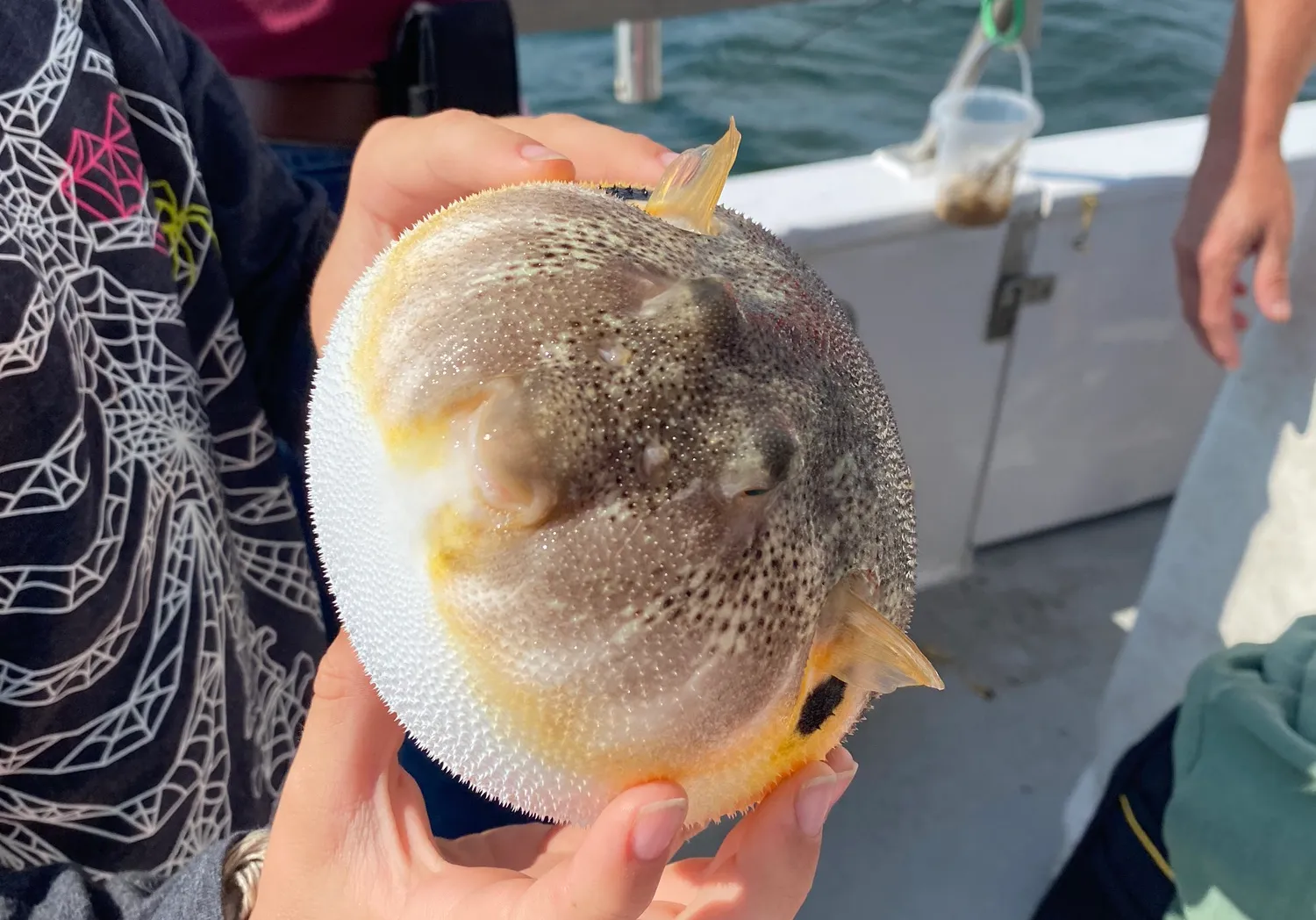 Reticulated pufferfish