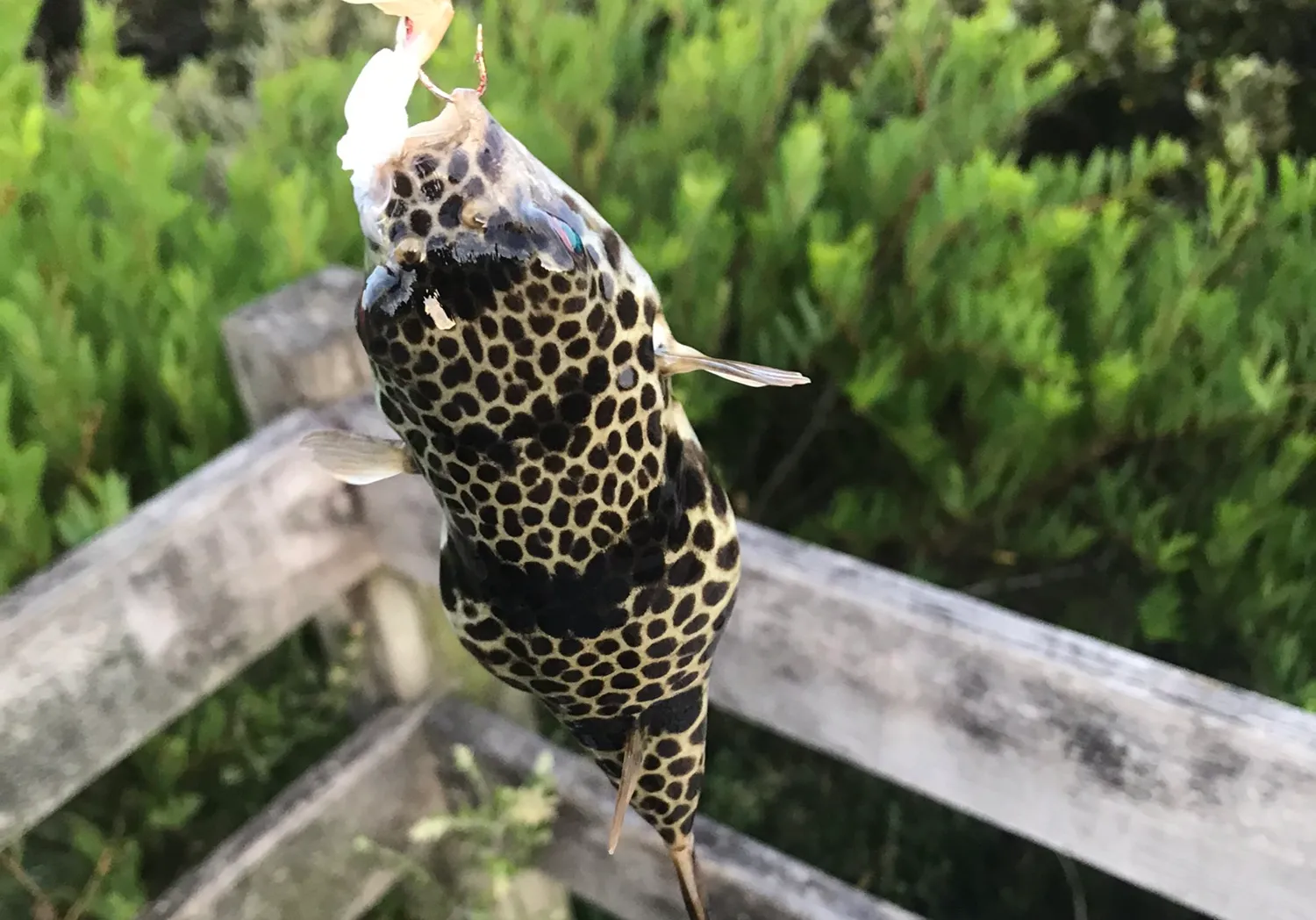 Smooth toadfish