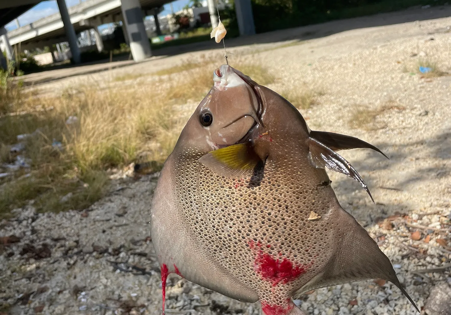 Gray angelfish