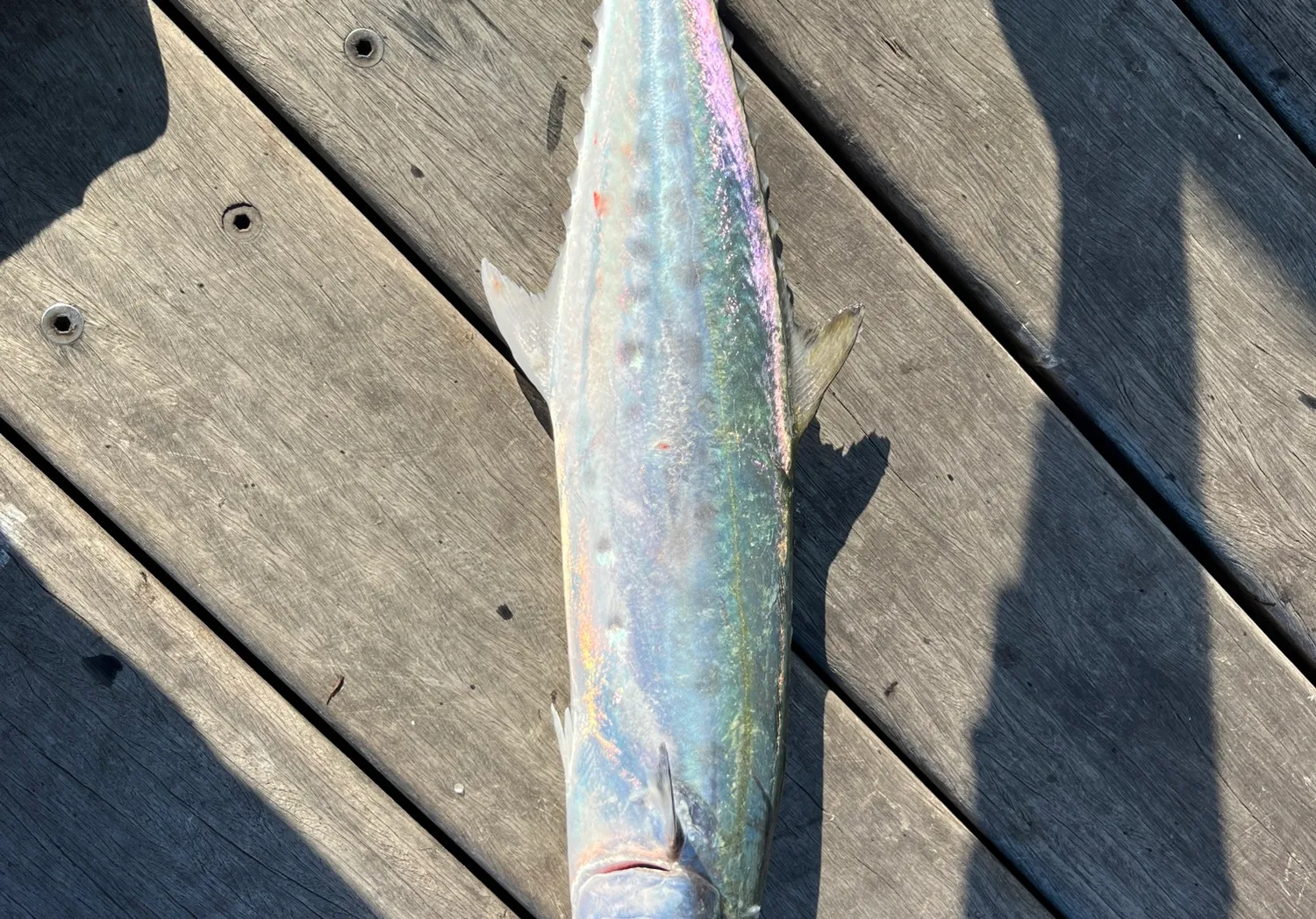 Queensland school mackerel