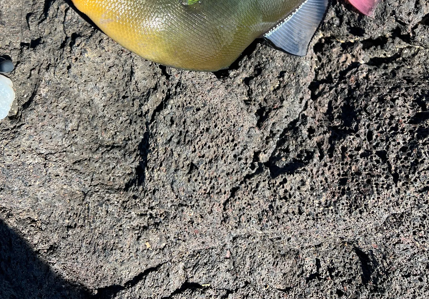 Pinktail triggerfish