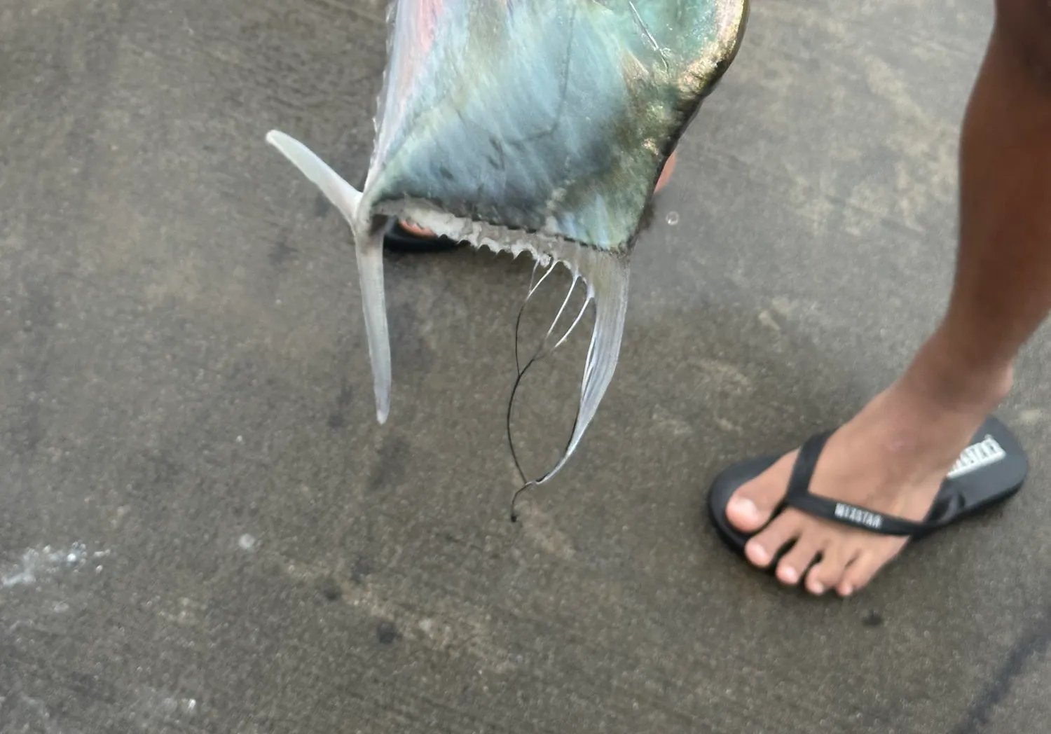 Indian threadfish