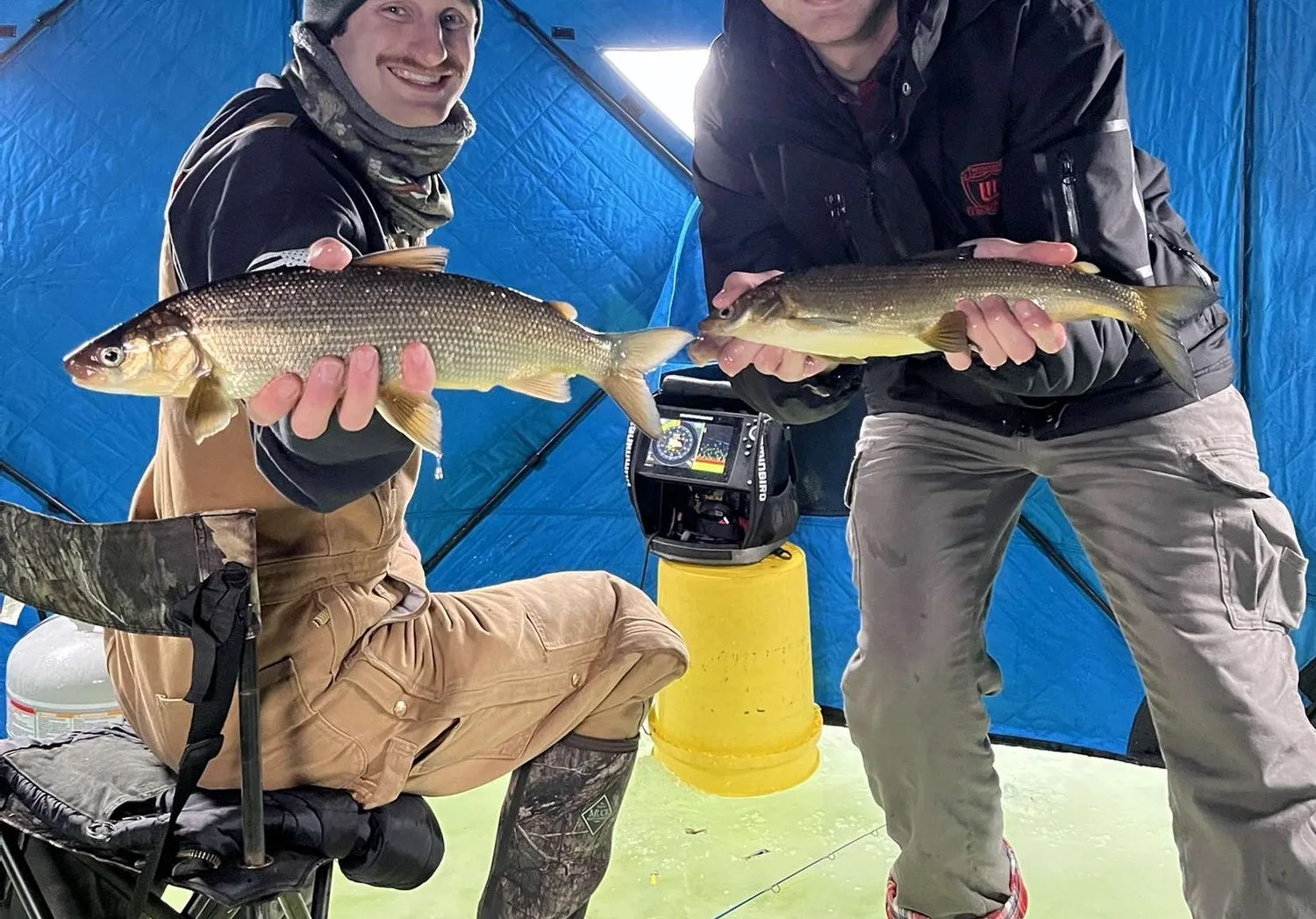 Lake whitefish