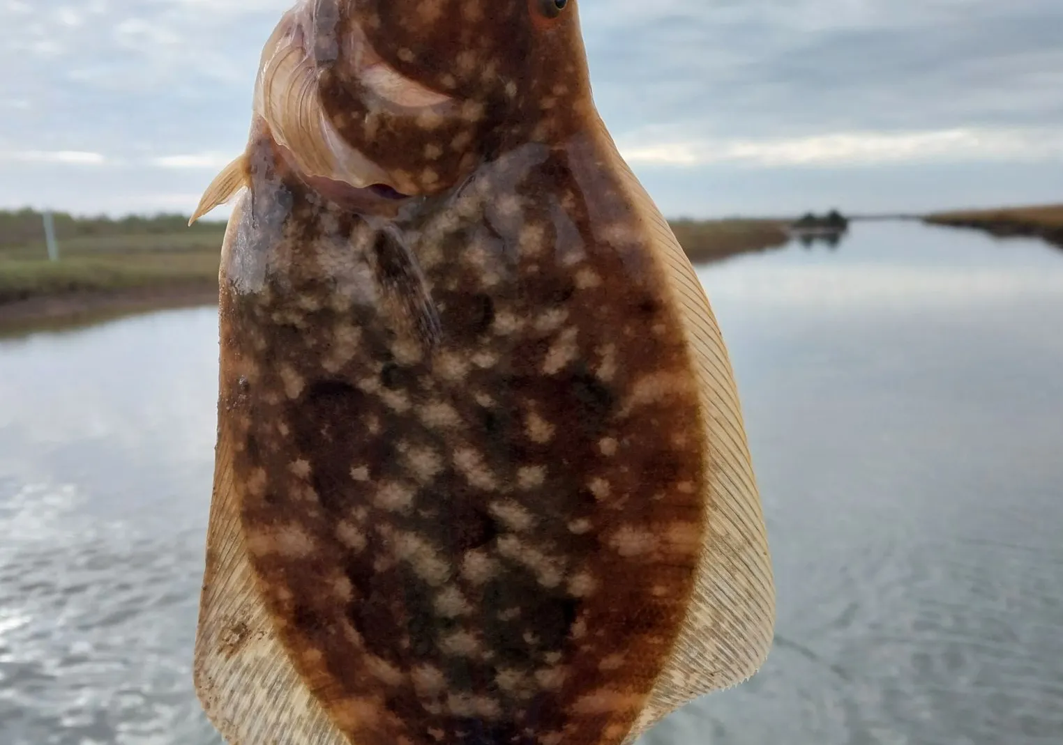 Southern flounder