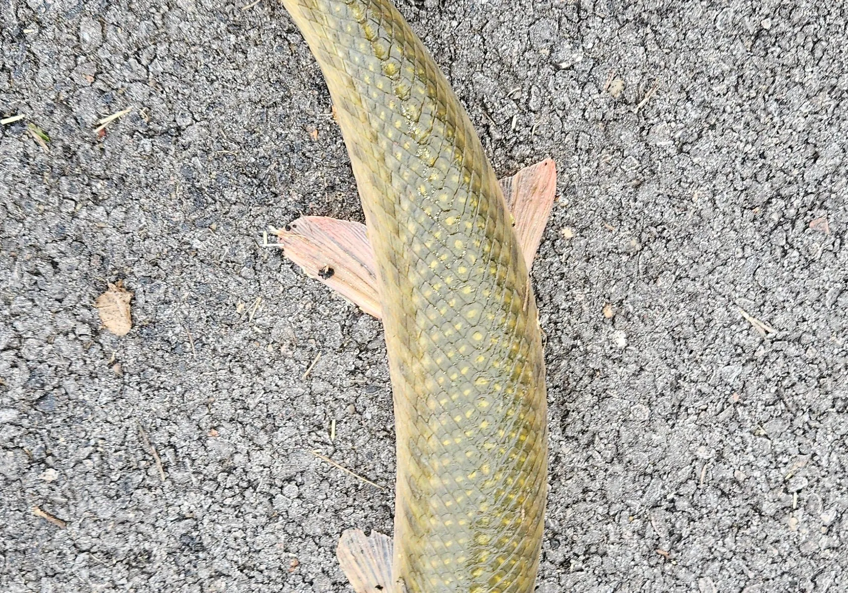 Shortnose gar