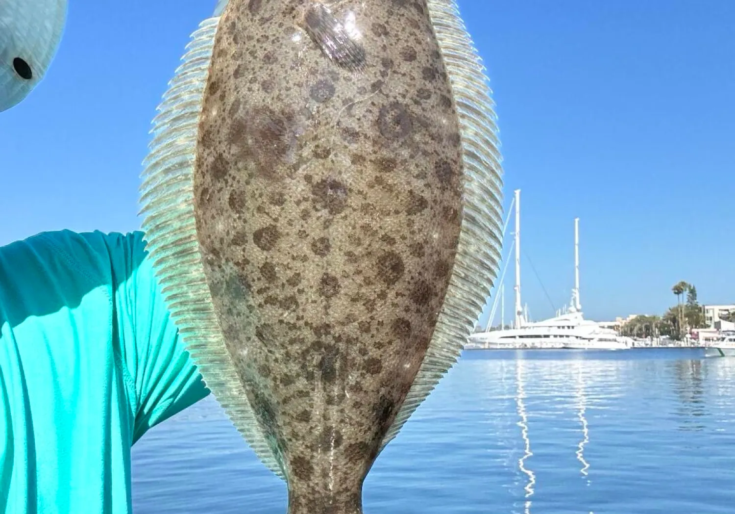 Black grouper