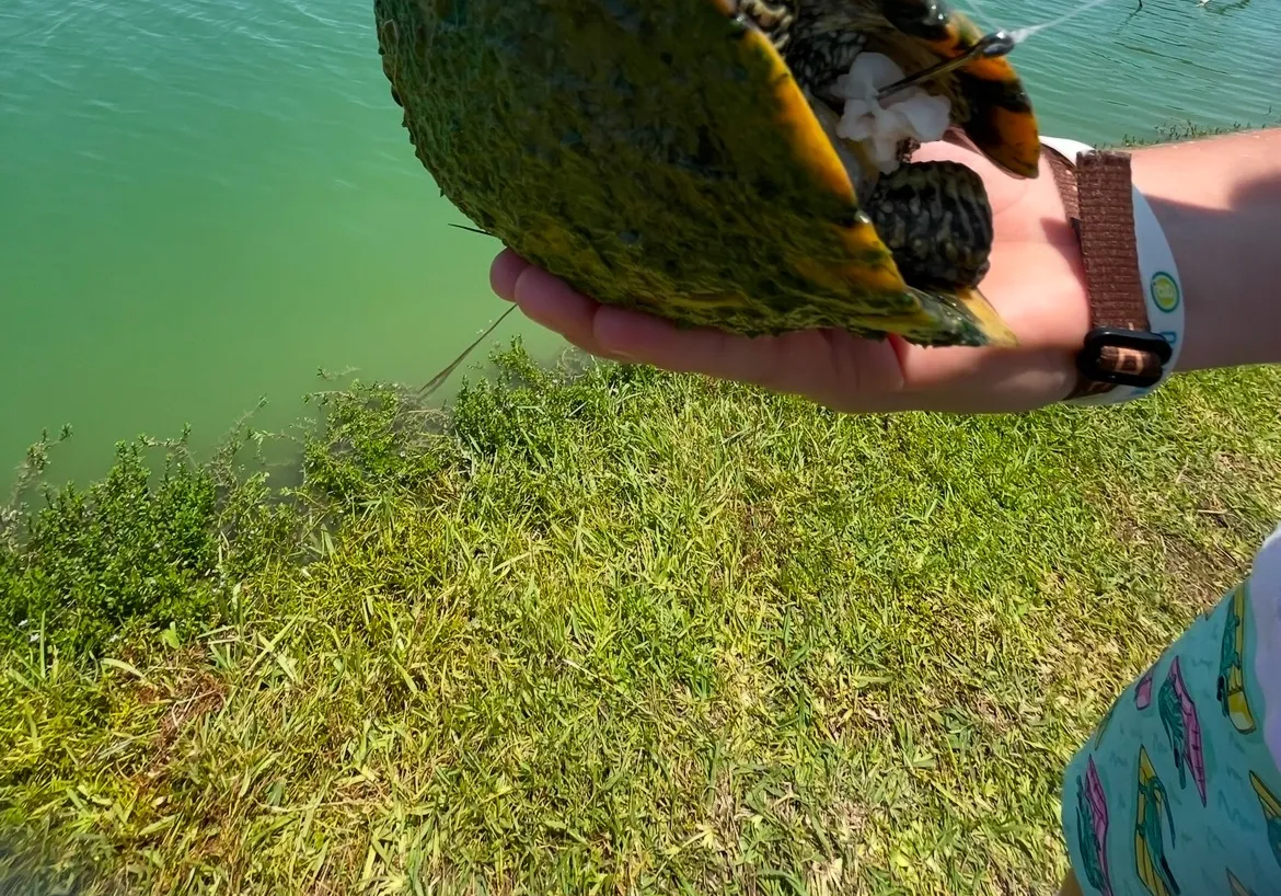 Australian swamp eel