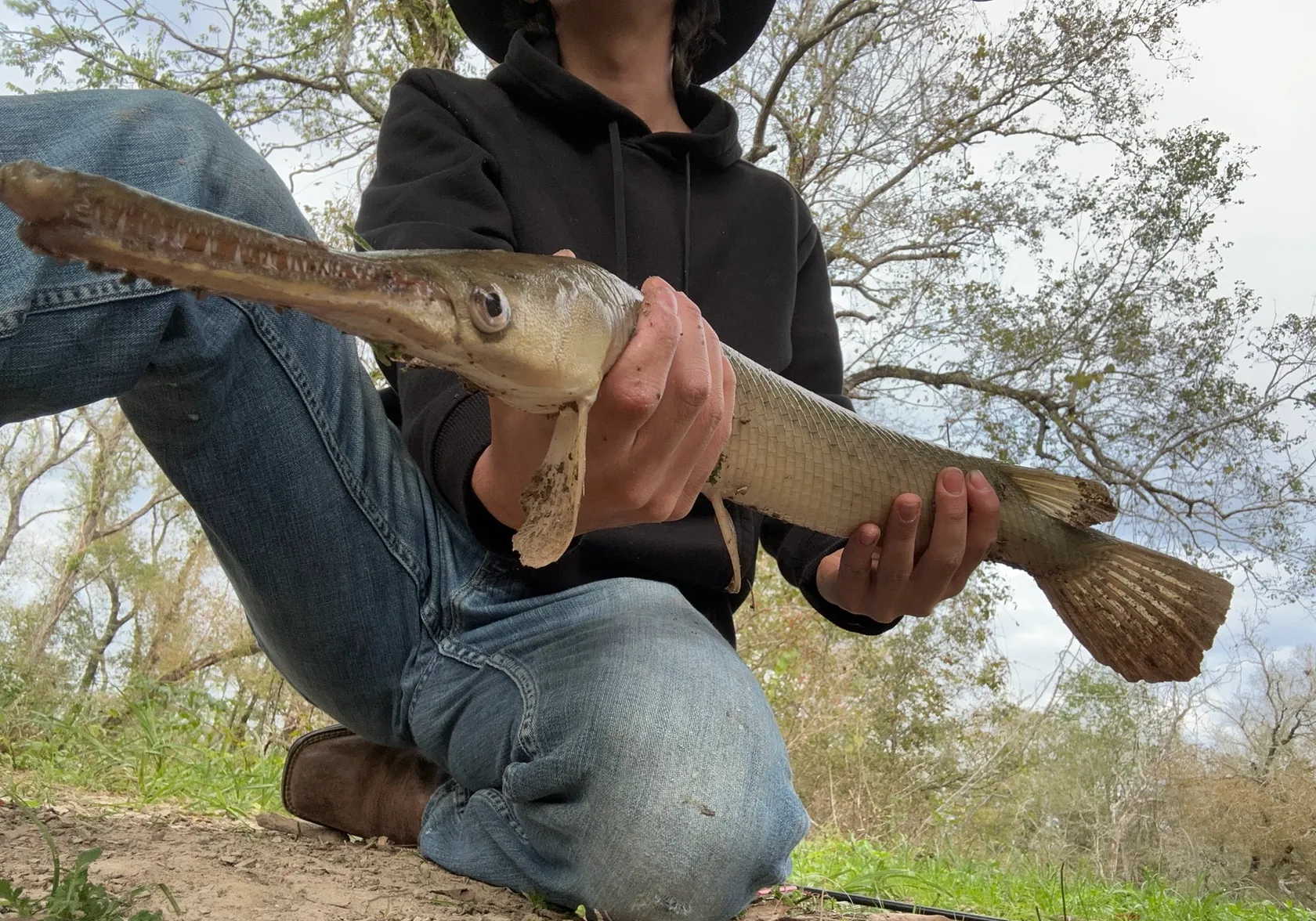 Shortnose gar