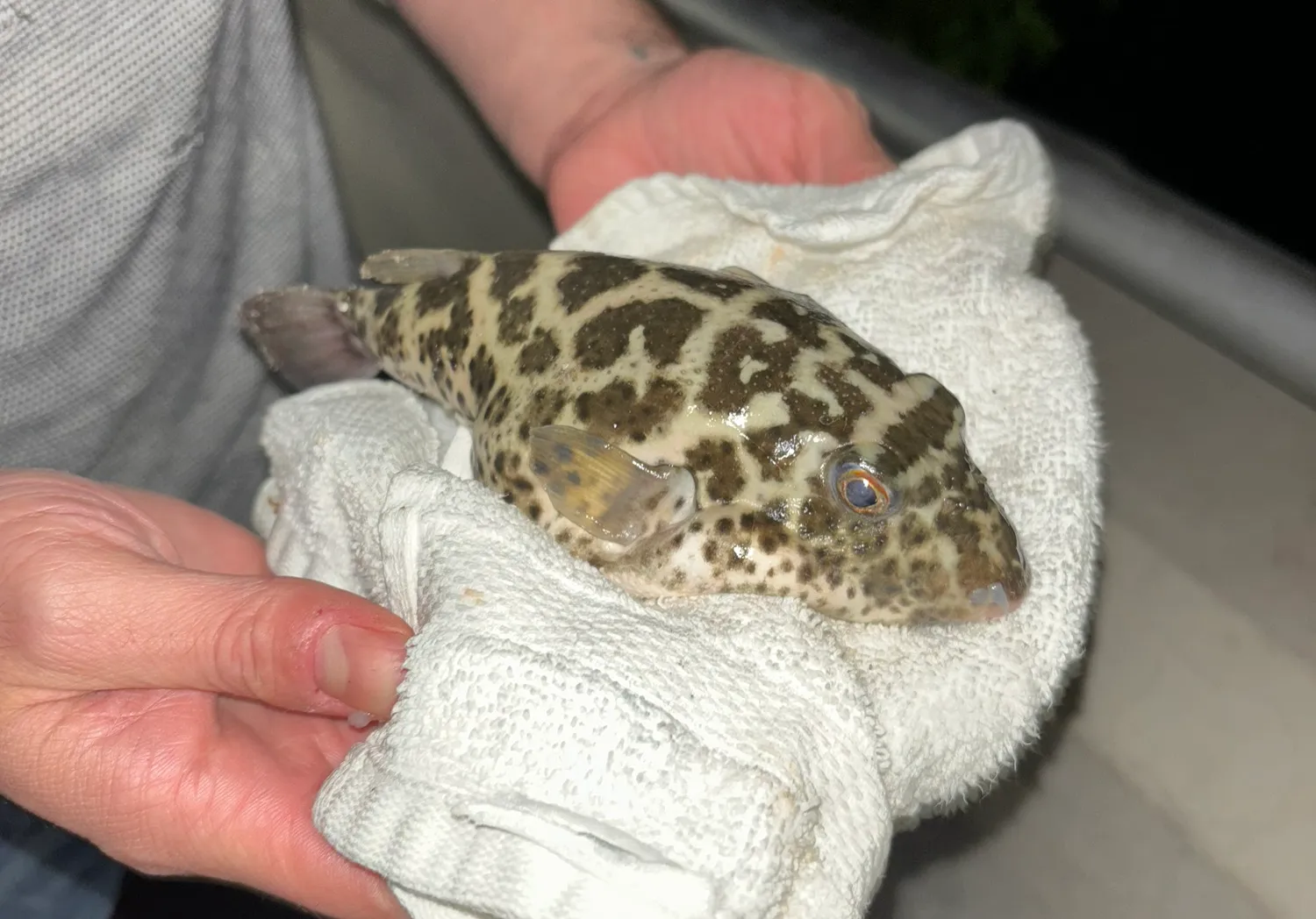 Milkspotted puffer