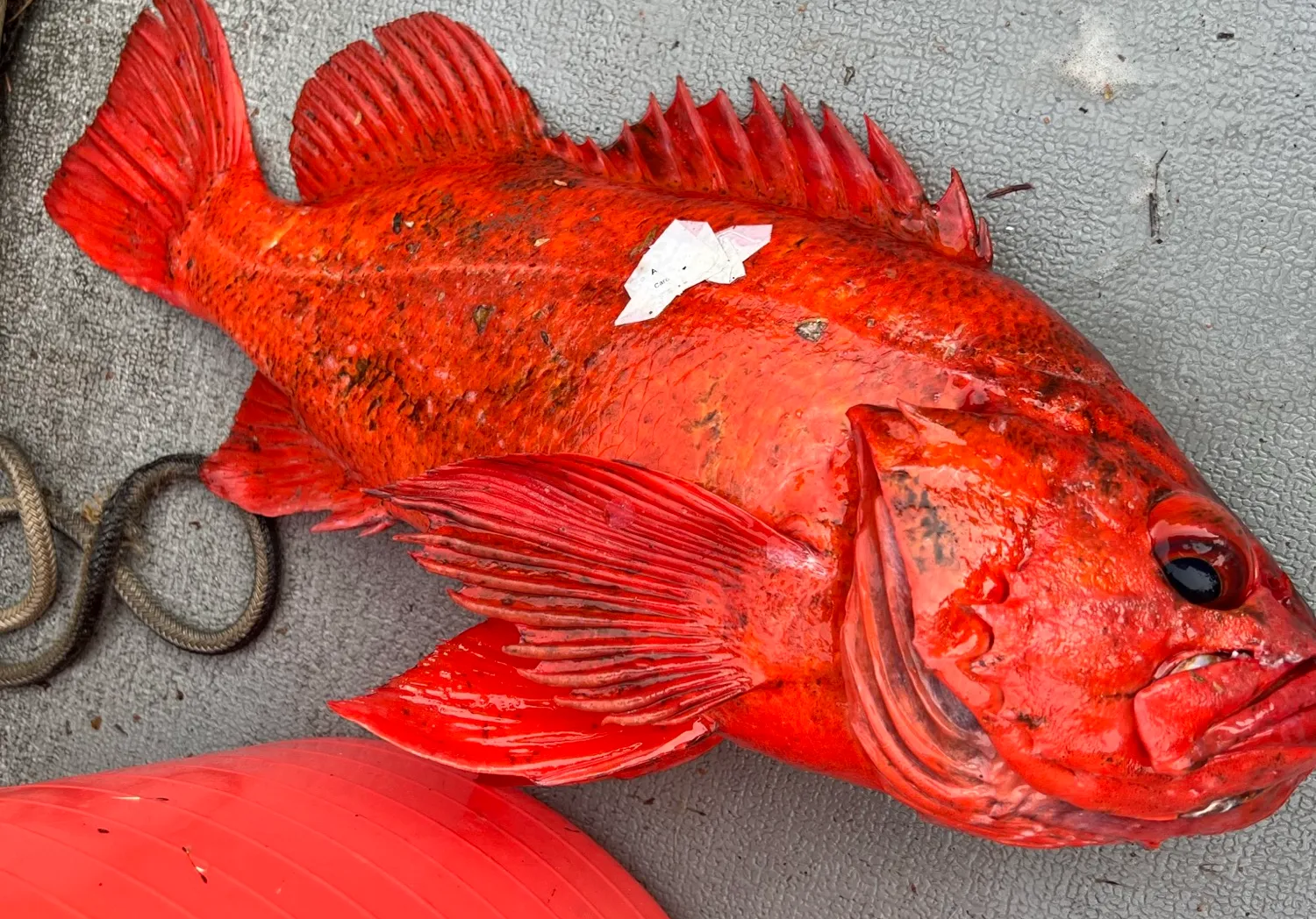 Yelloweye rockfish