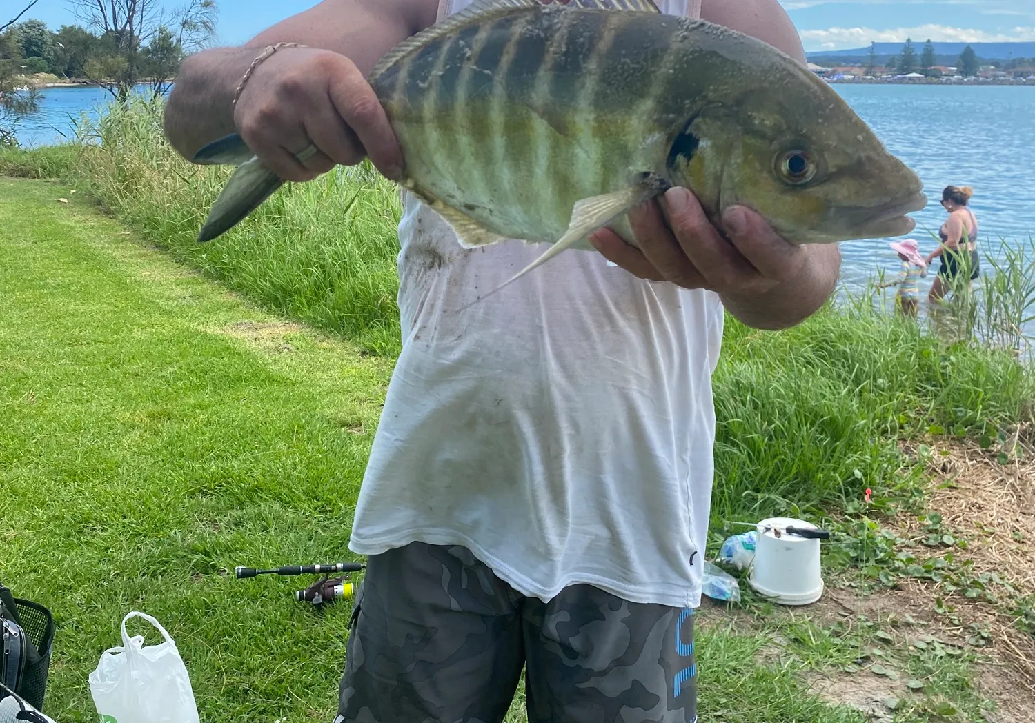 Golden trevally