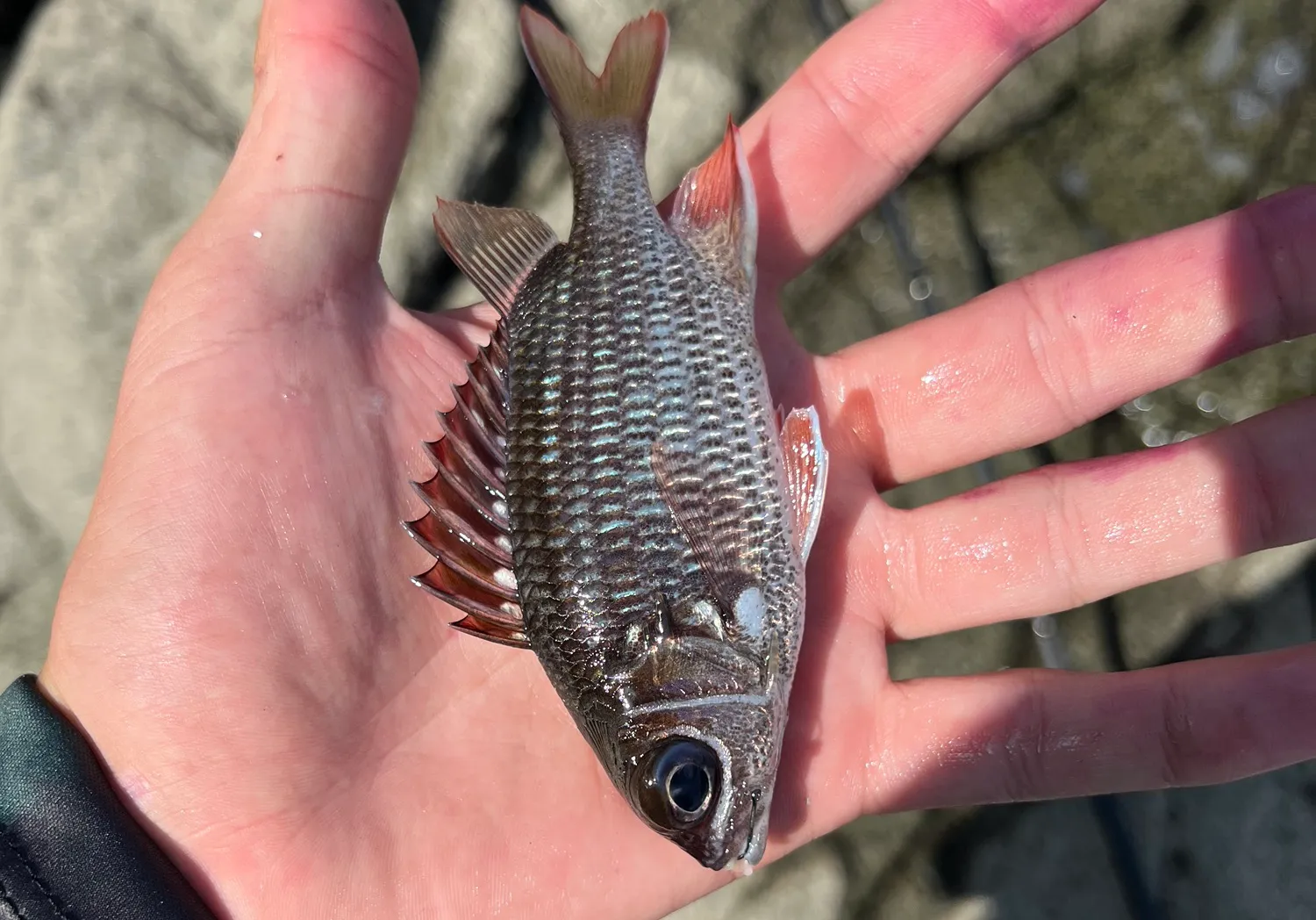 Spotted rose snapper