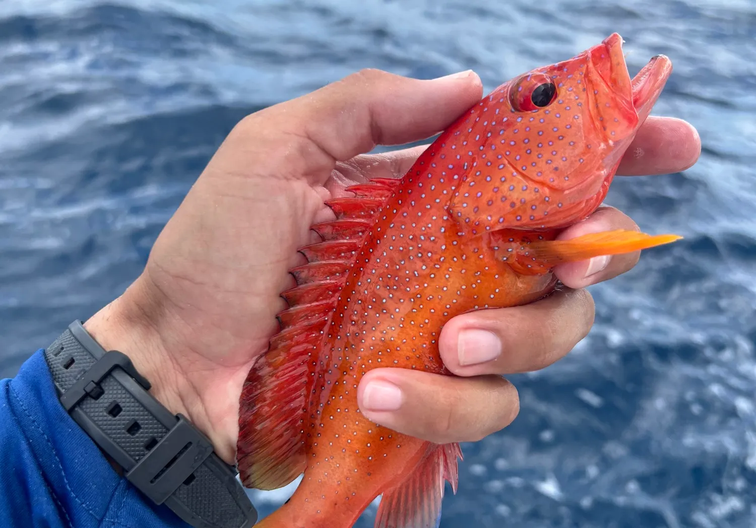 Coney grouper