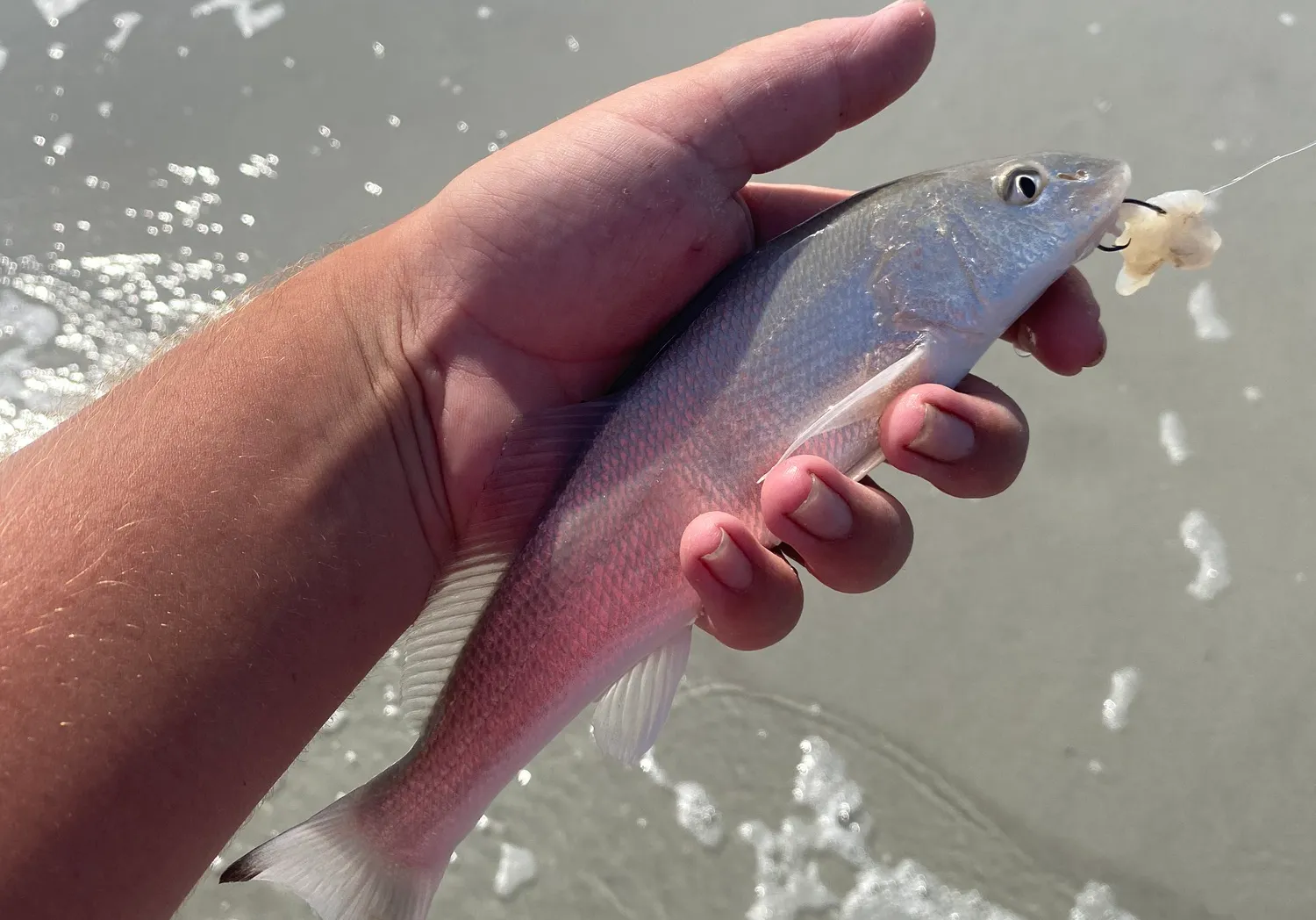 Gulf kingcroaker