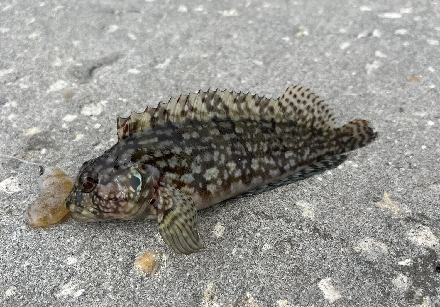 Longspined bullhead