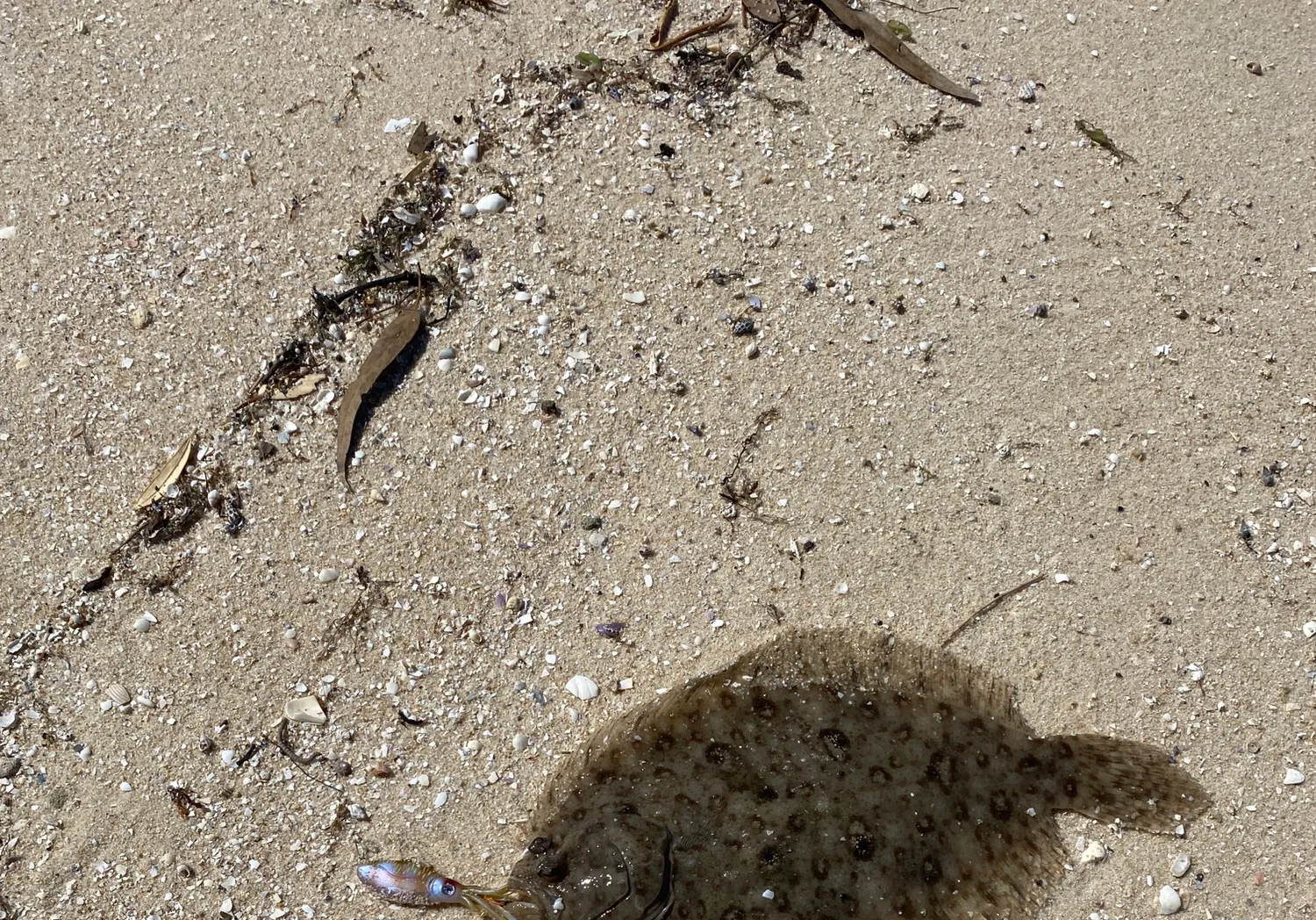 Smalltooth flounder