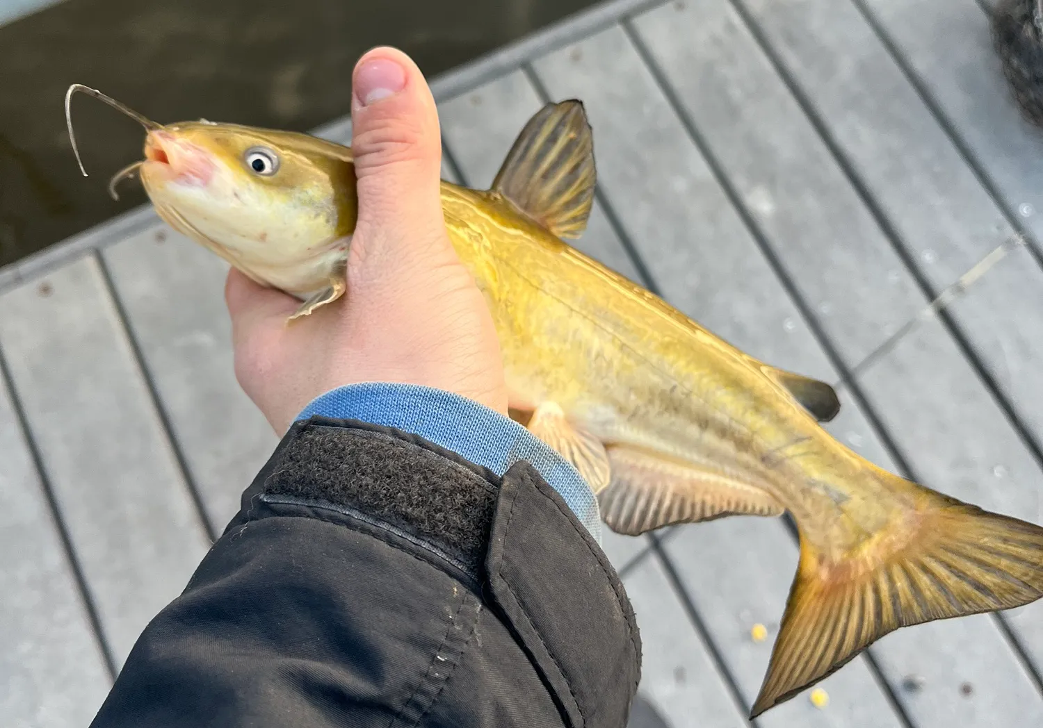 White bullhead