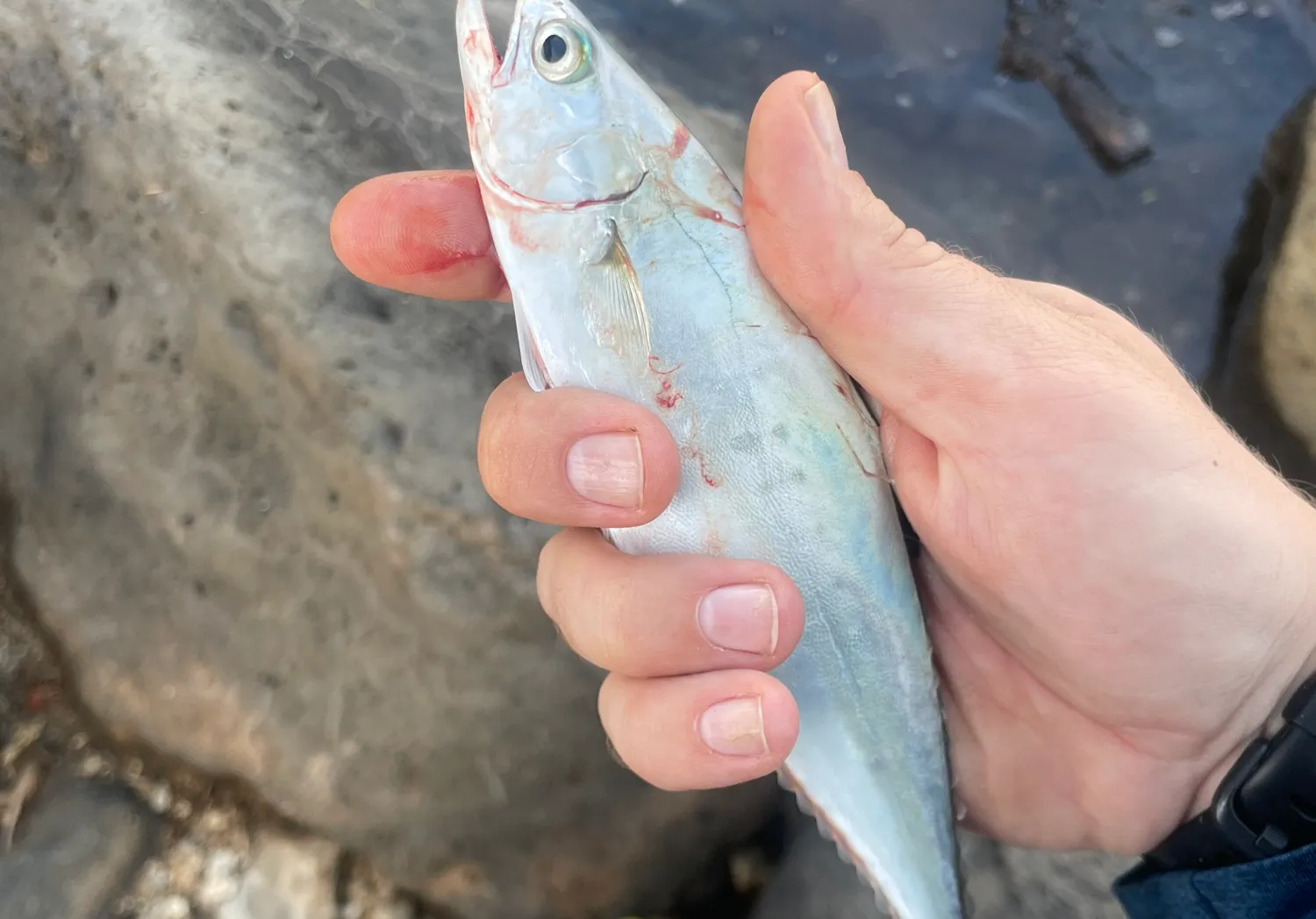 Doublespotted queenfish