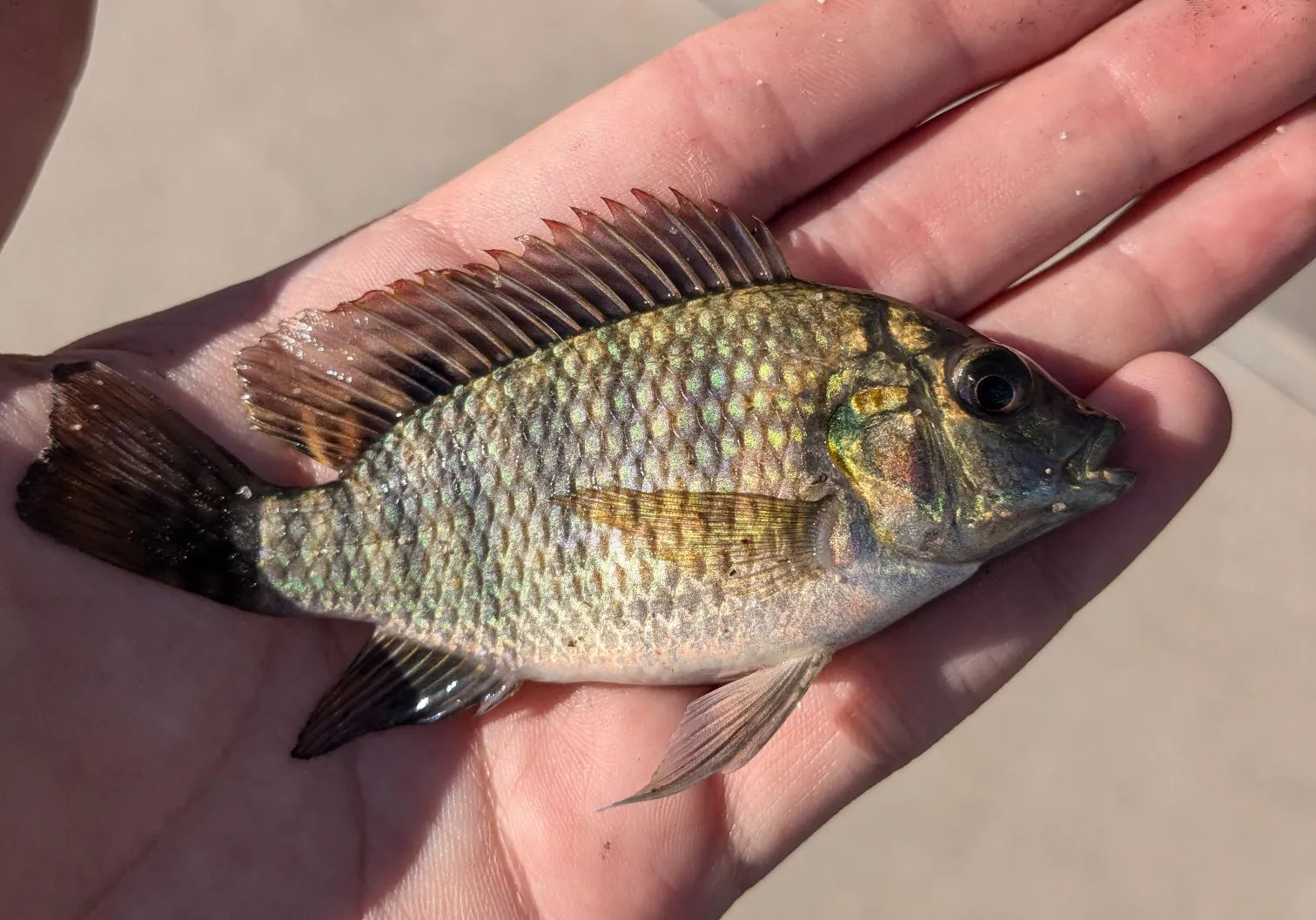 Redbelly tilapia