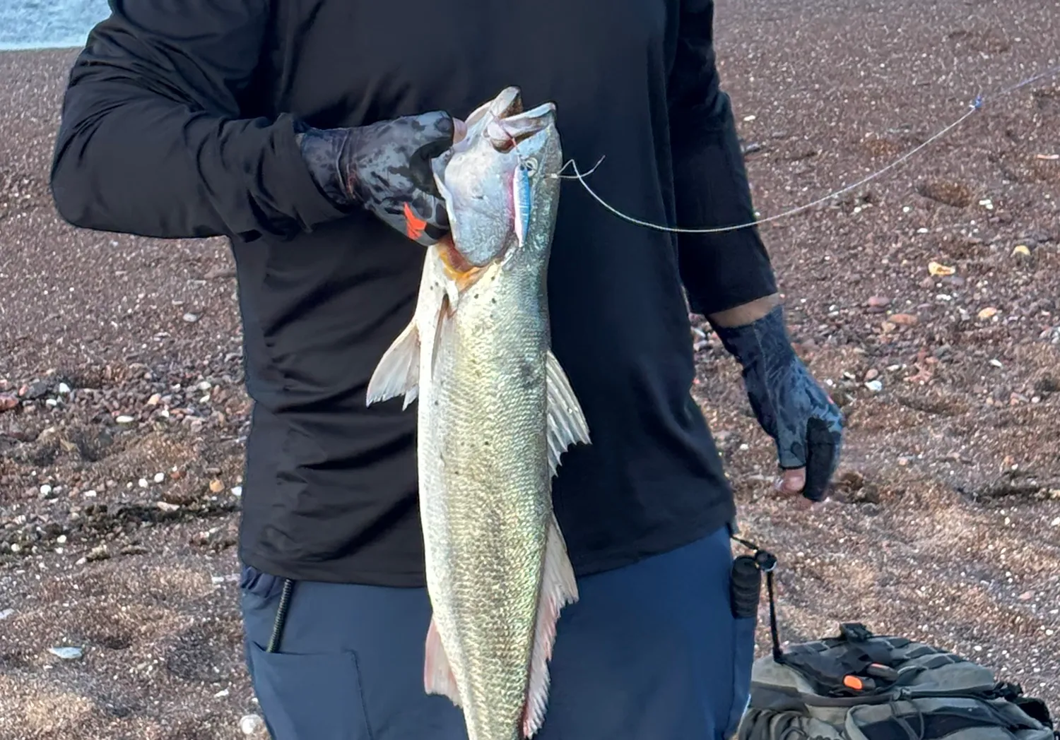 Gulf weakfish