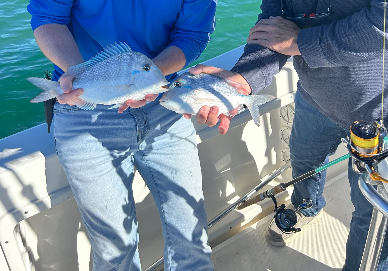 Jolthead porgy