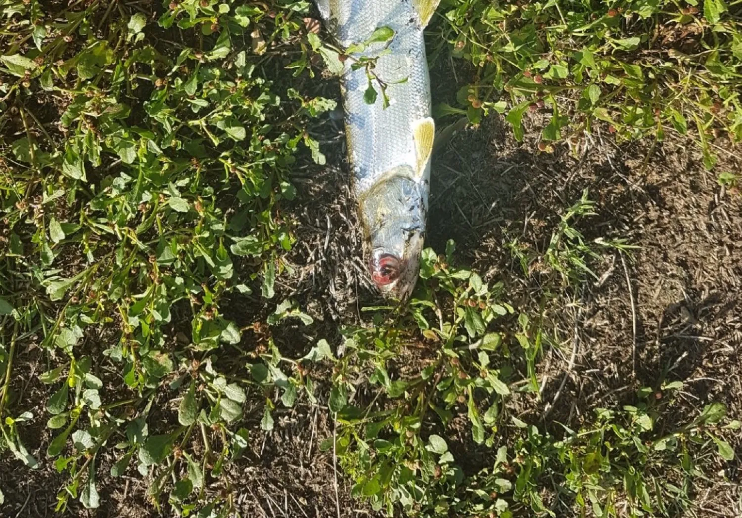 Hawaiian ladyfish