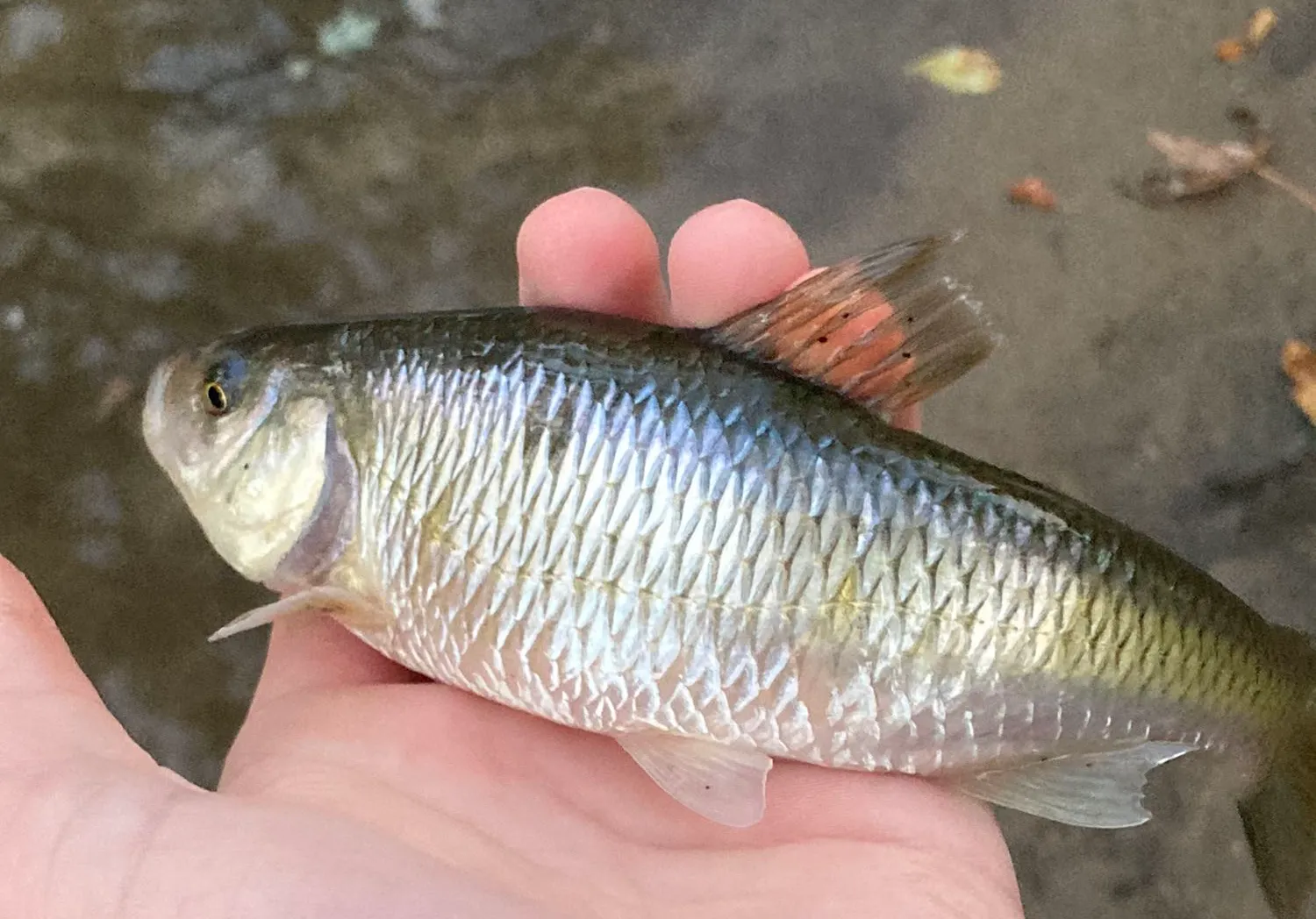 European chub