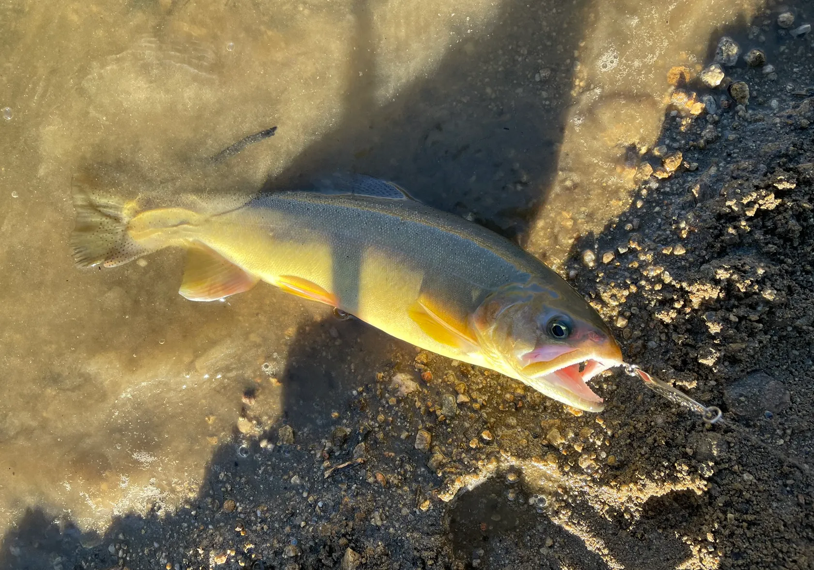 Gila trout