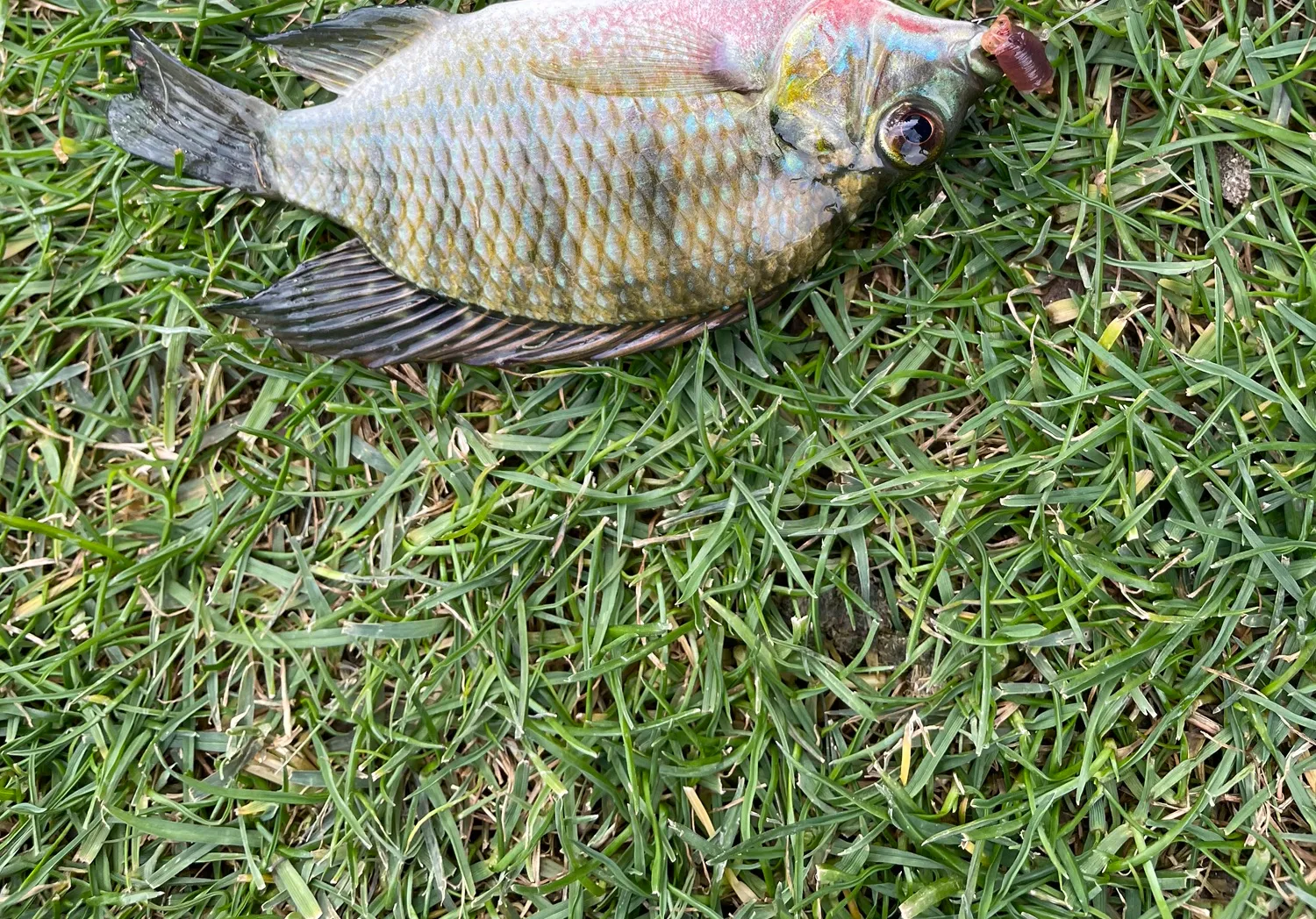 Redbelly tilapia