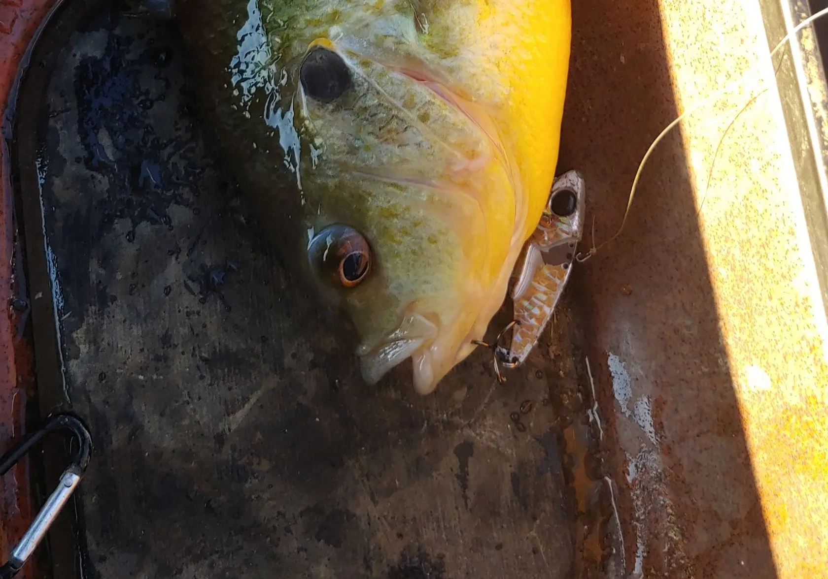 Redear x green sunfish