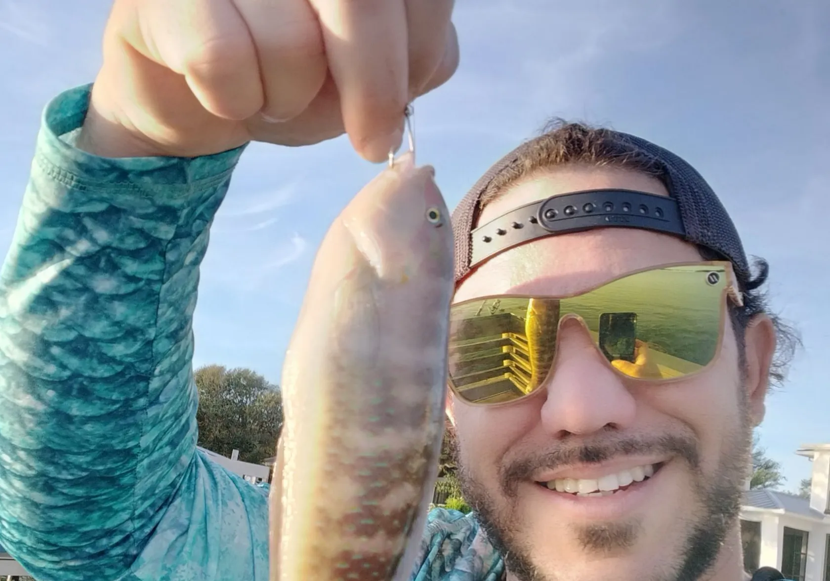 Slippery dick wrasse