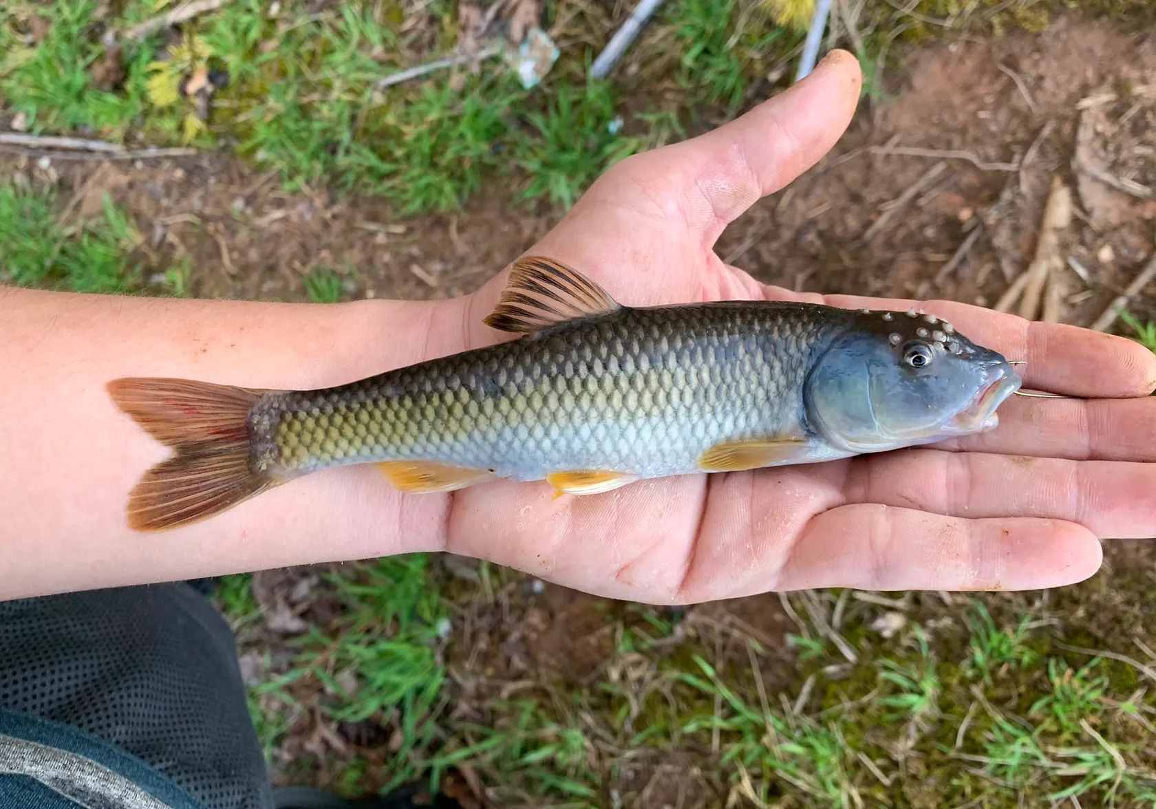 Bluehead chub