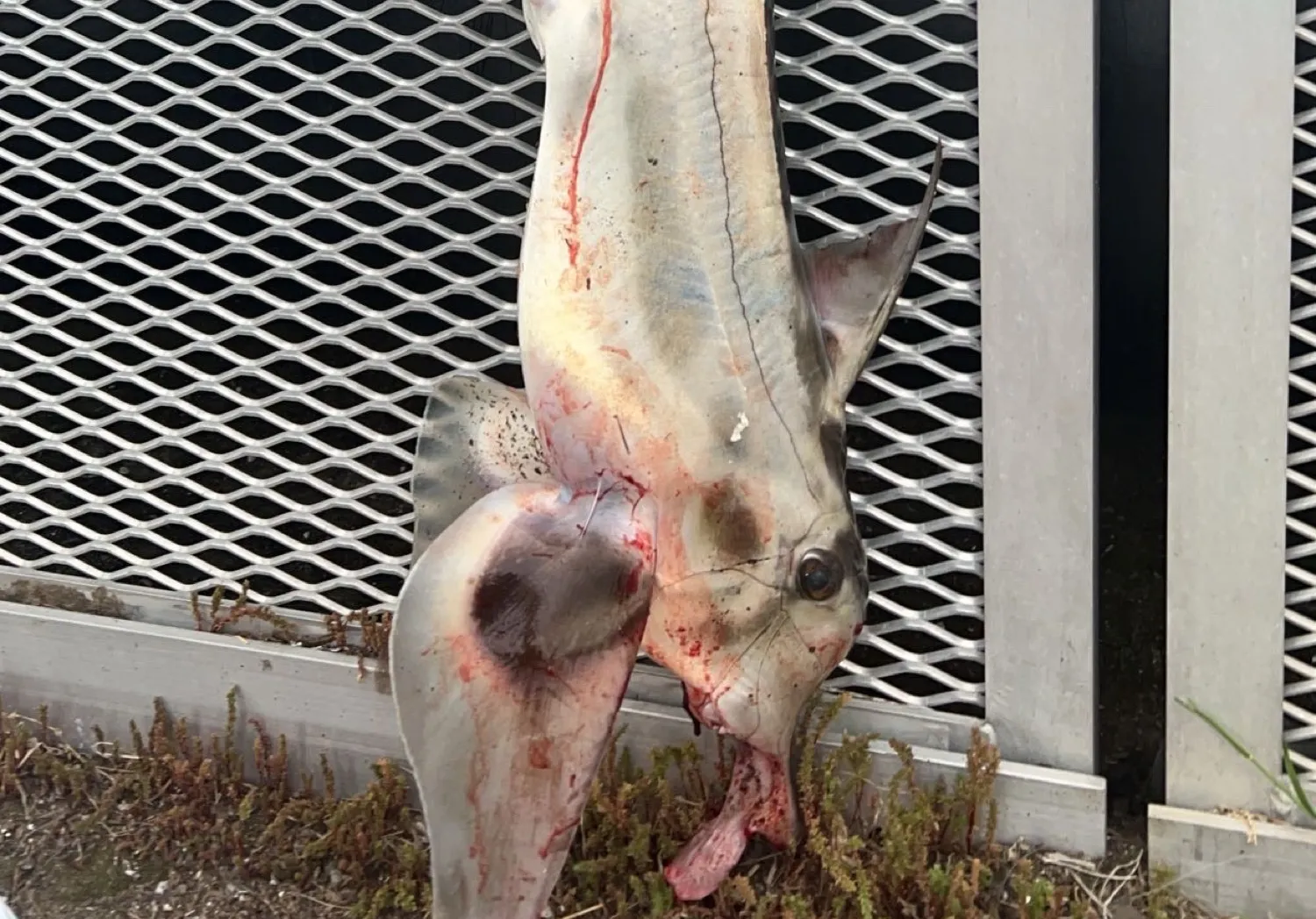 Cape elephantfish