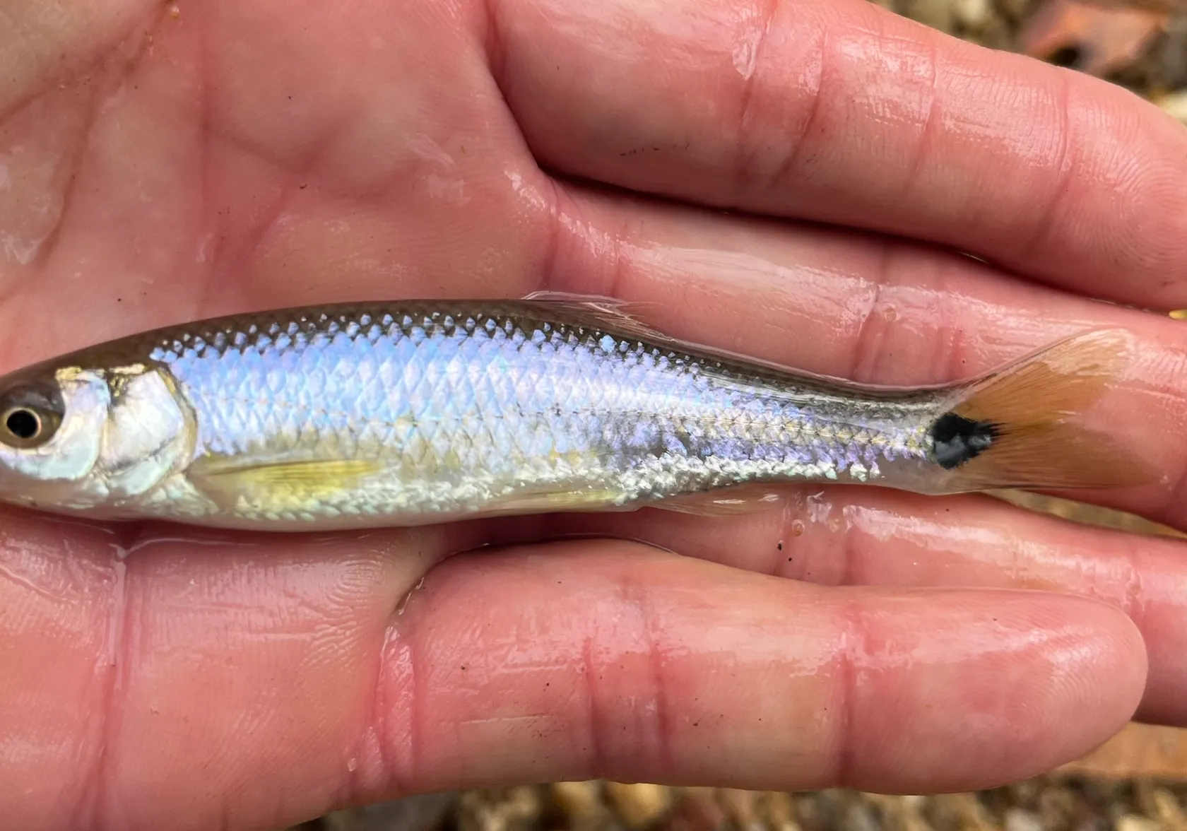 Blacktail shiner