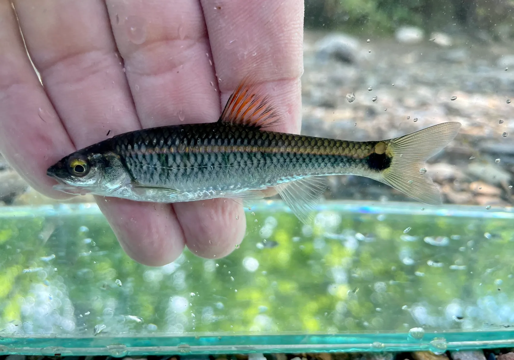 Alabama shiner