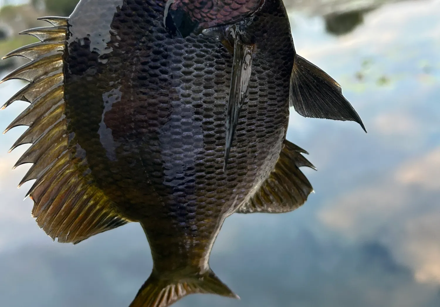 Coppernose bluegill