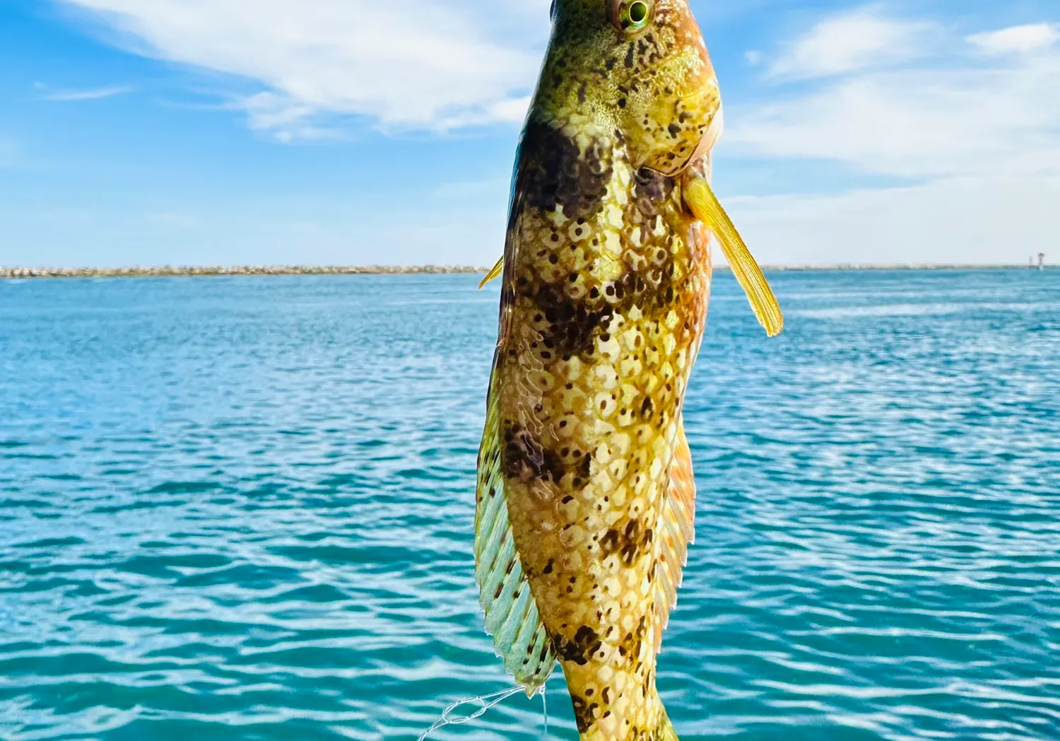 Brownspotted wrasse