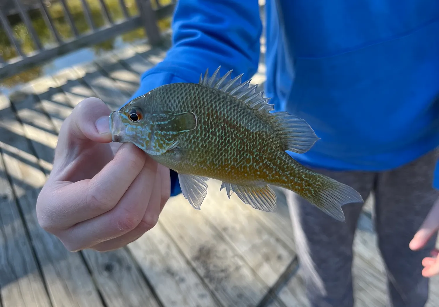 Plains longear sunfish