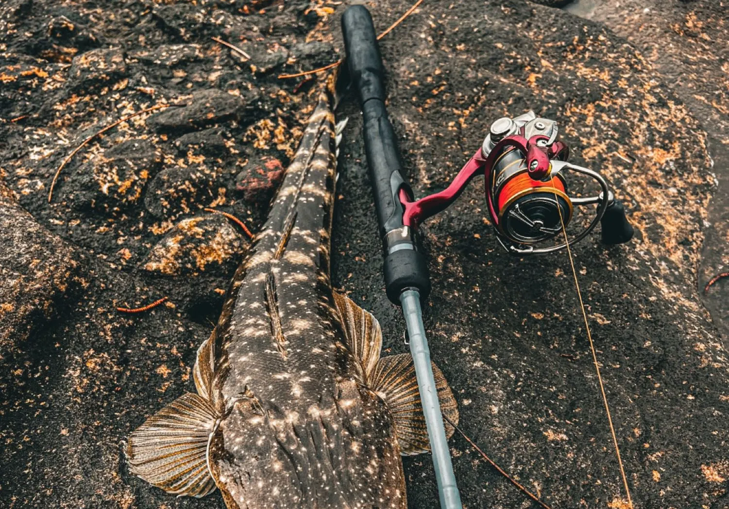 Dusky flathead