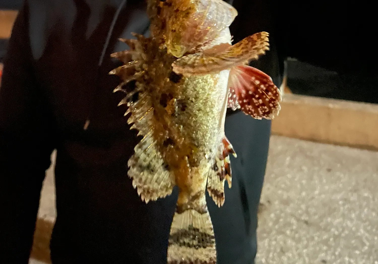 Pacific spotted scorpionfish