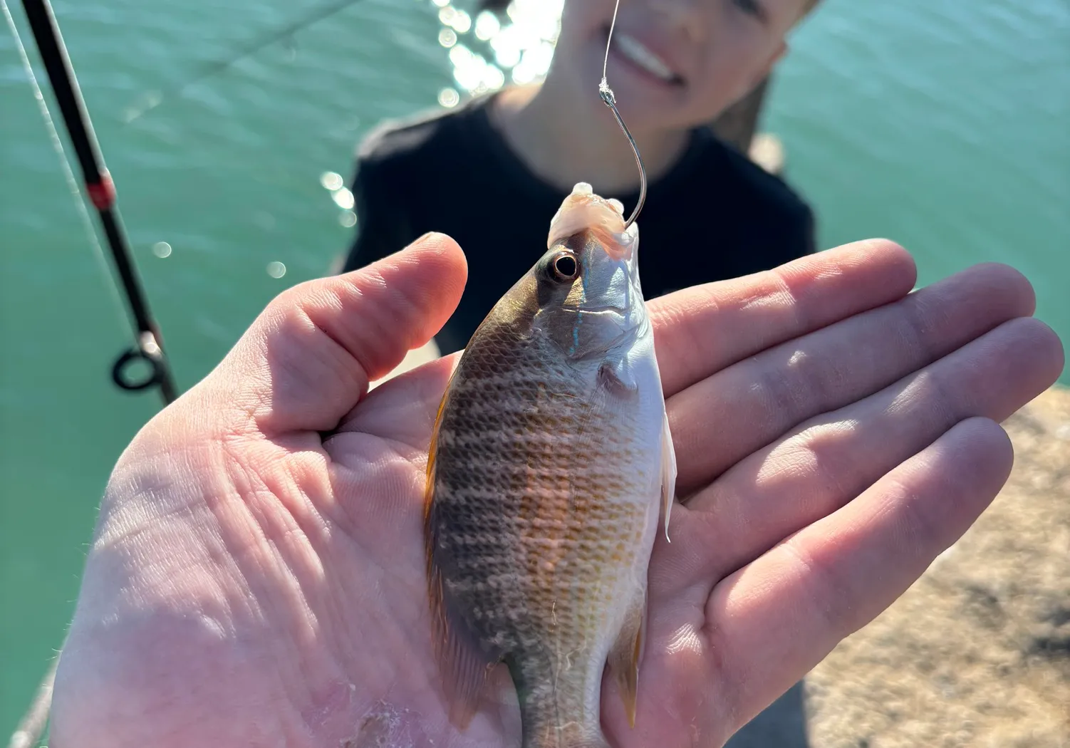 Calico surfperch