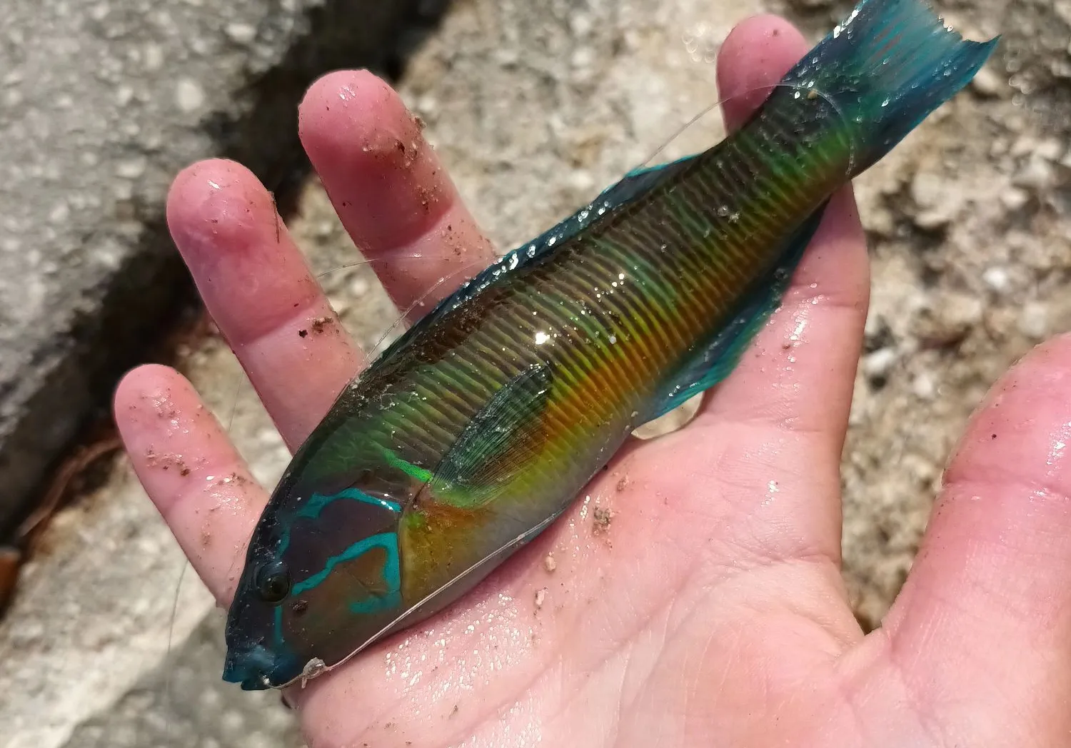 Ornate wrasse