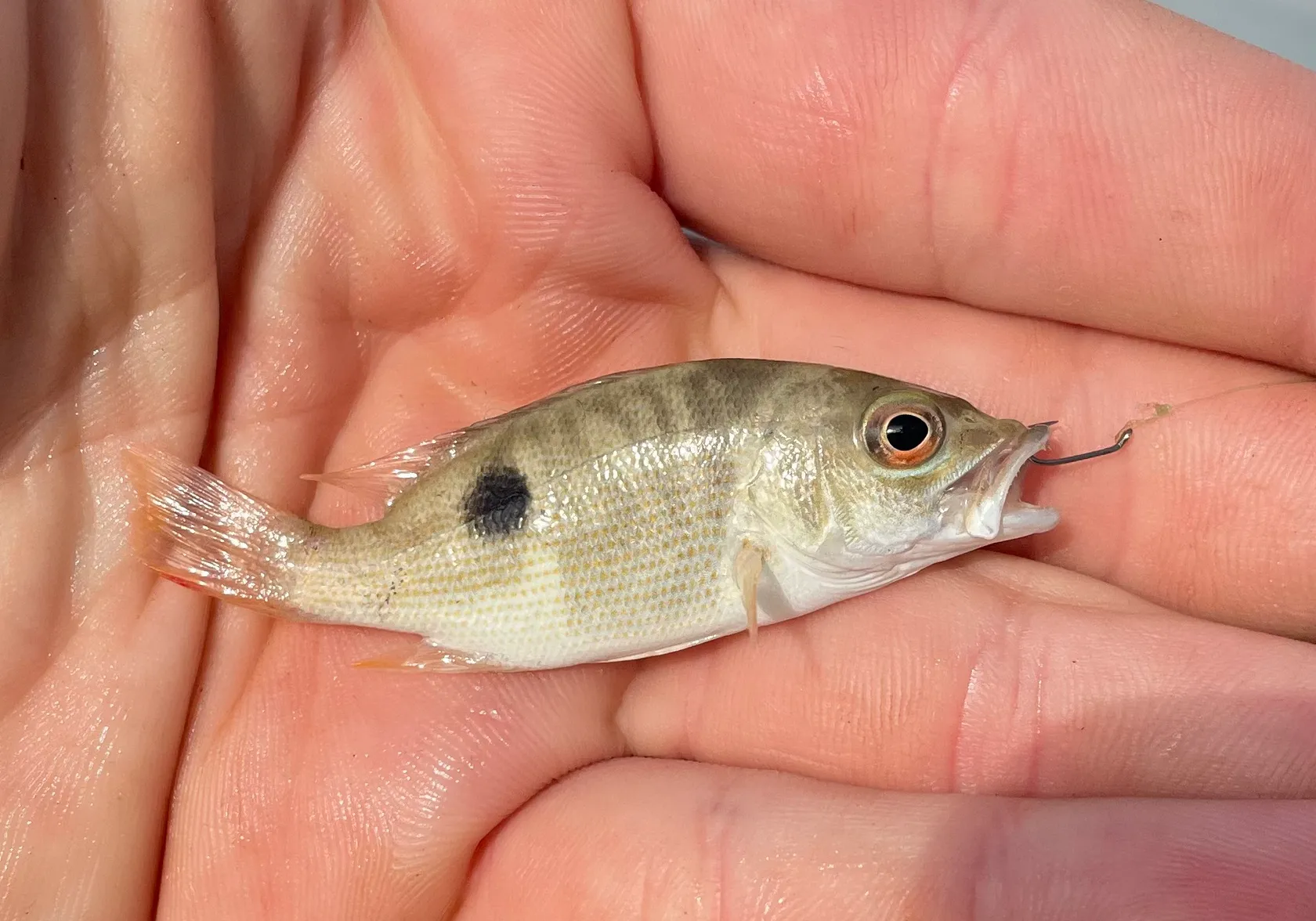 One-spot snapper