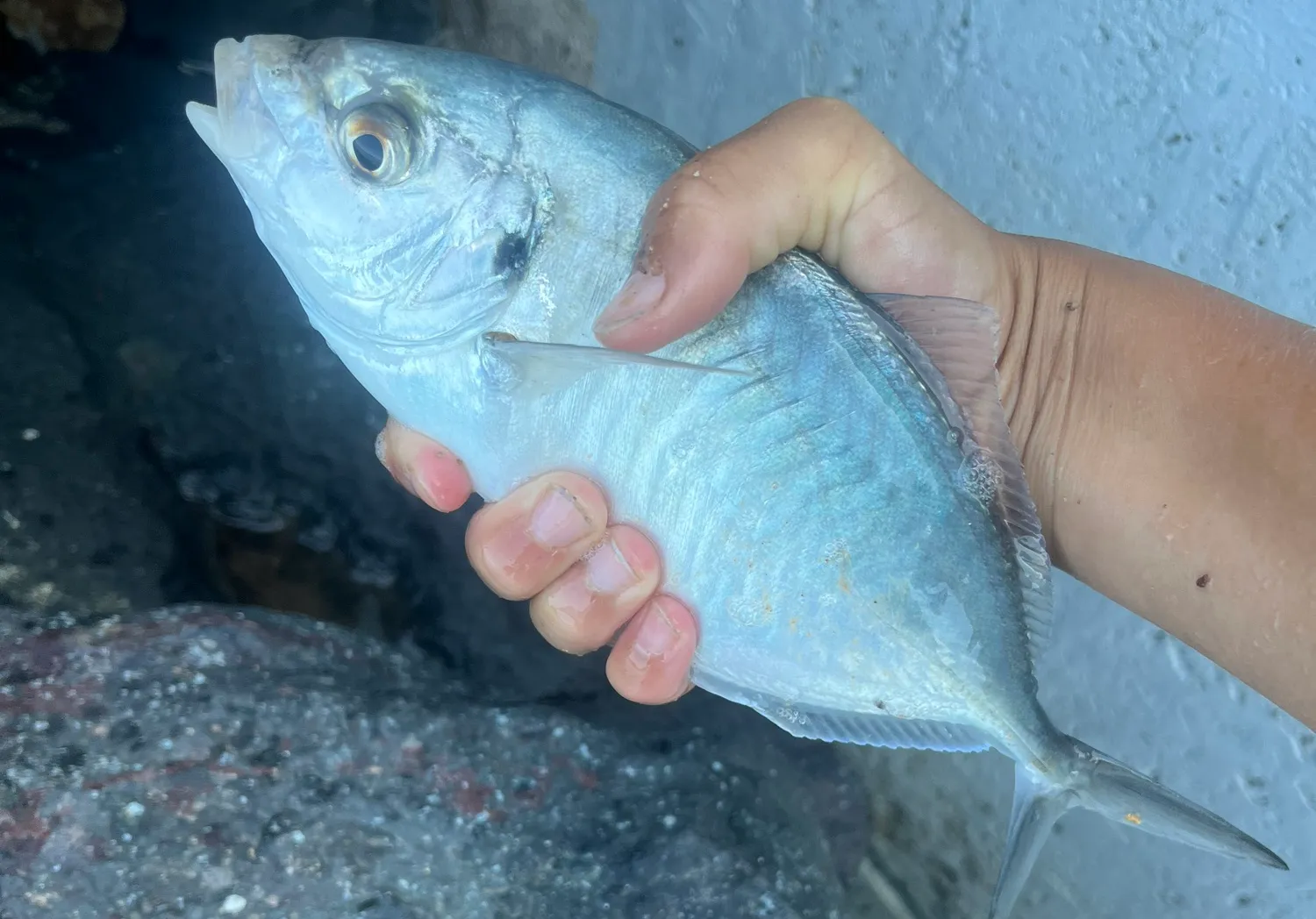 Silver trevally