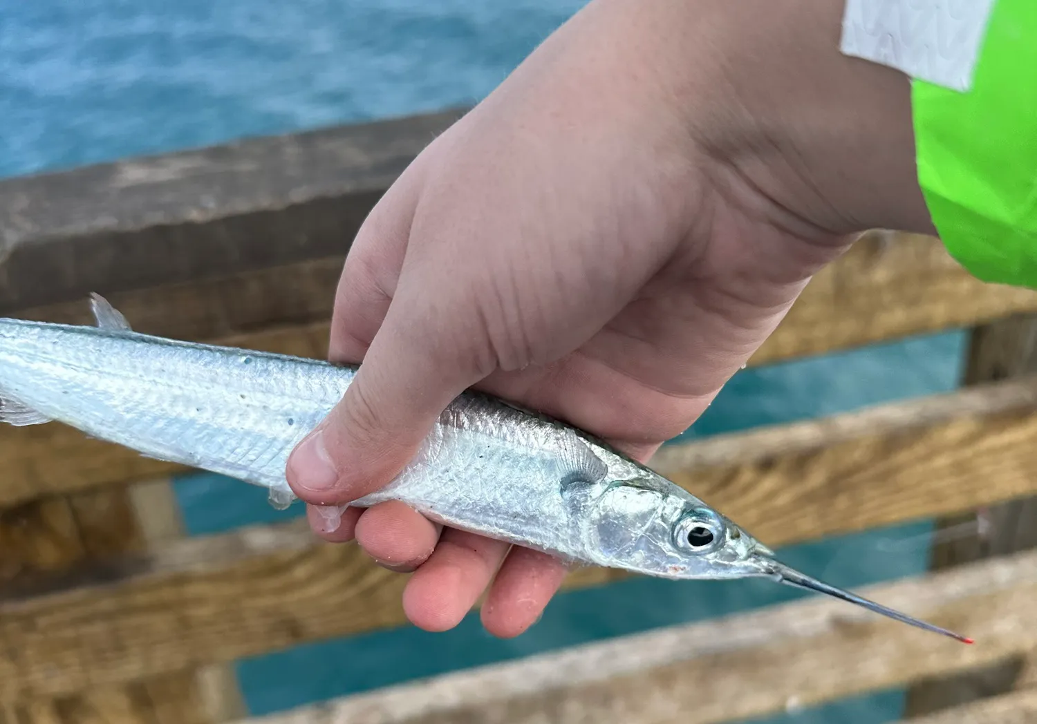 Ballyhoo halfbeak