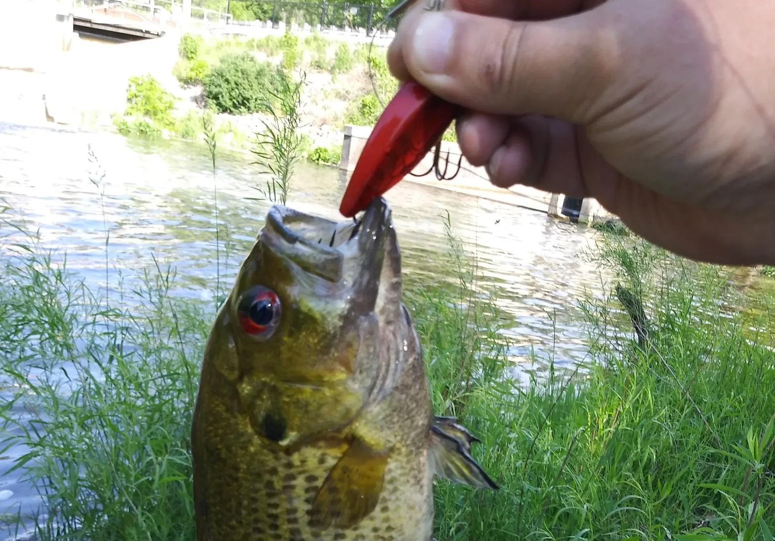 Rock bass