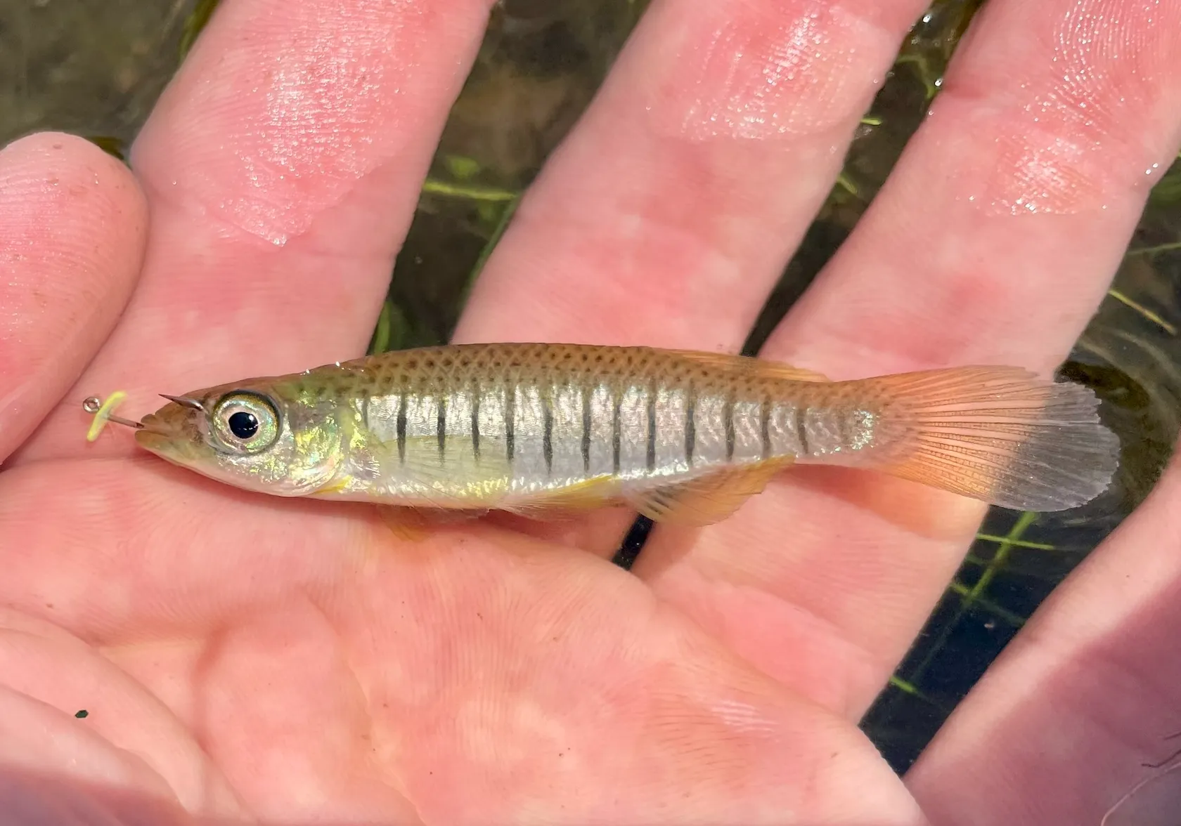 Lined topminnow