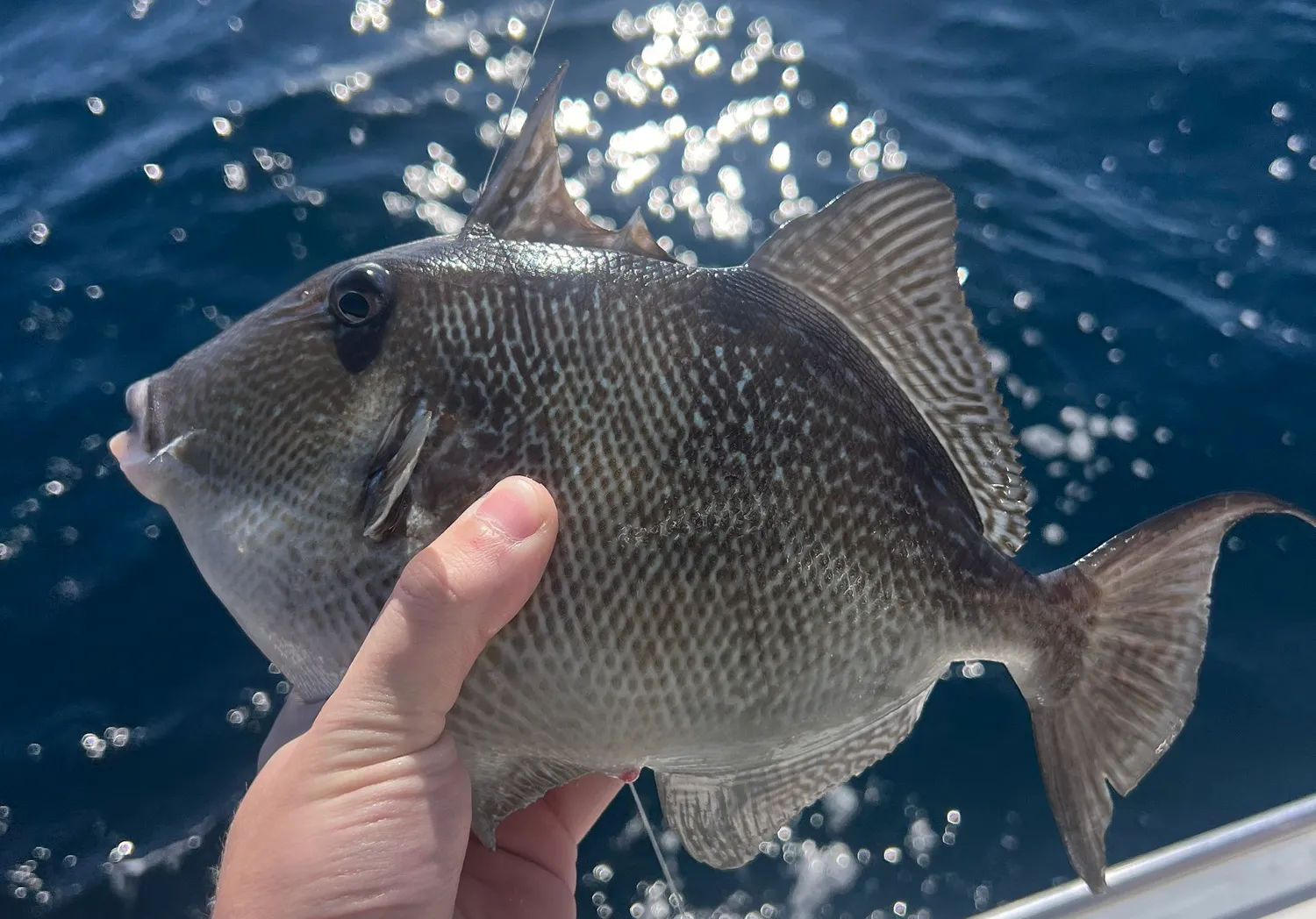 Grey triggerfish