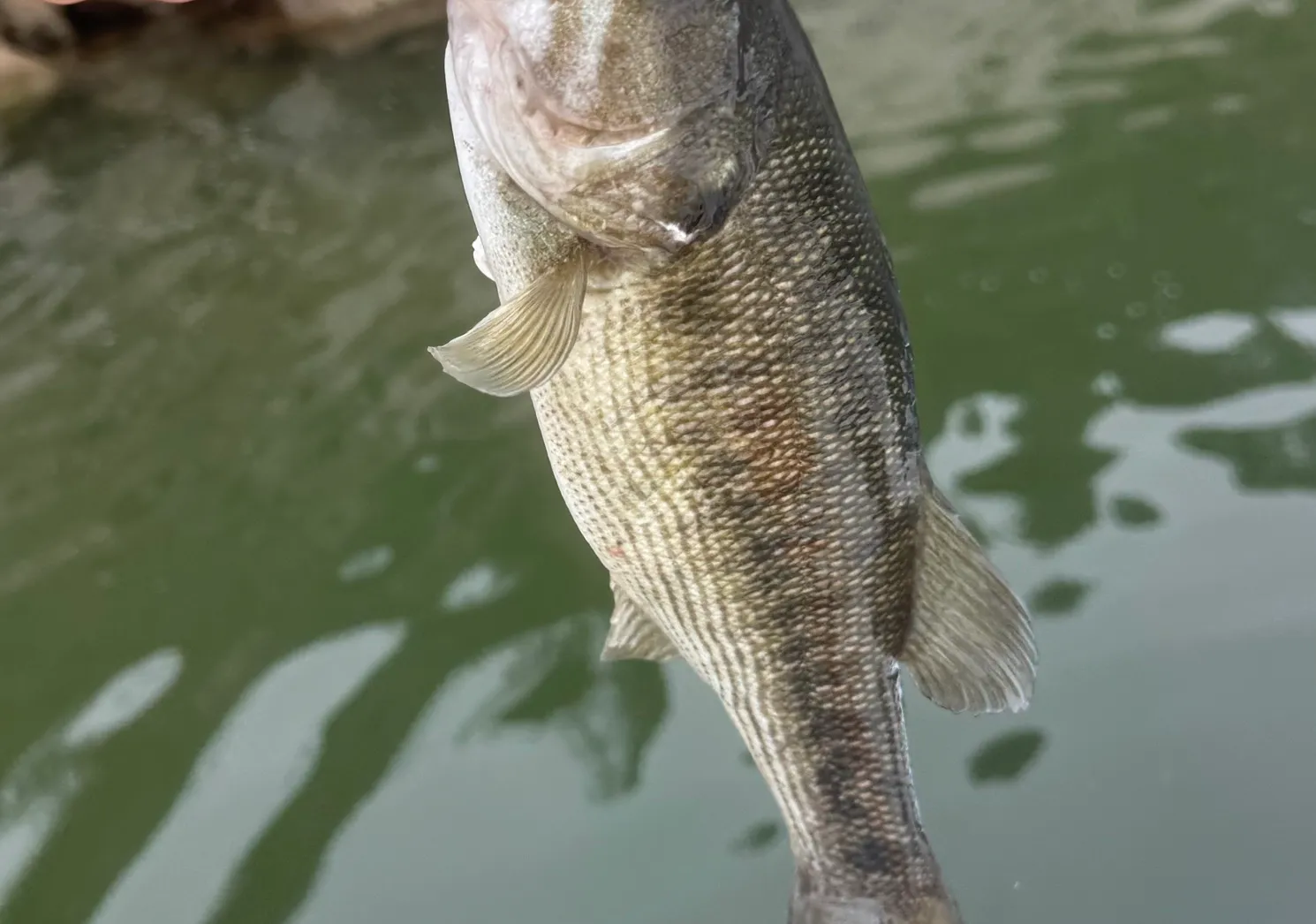 Guadalupe bass